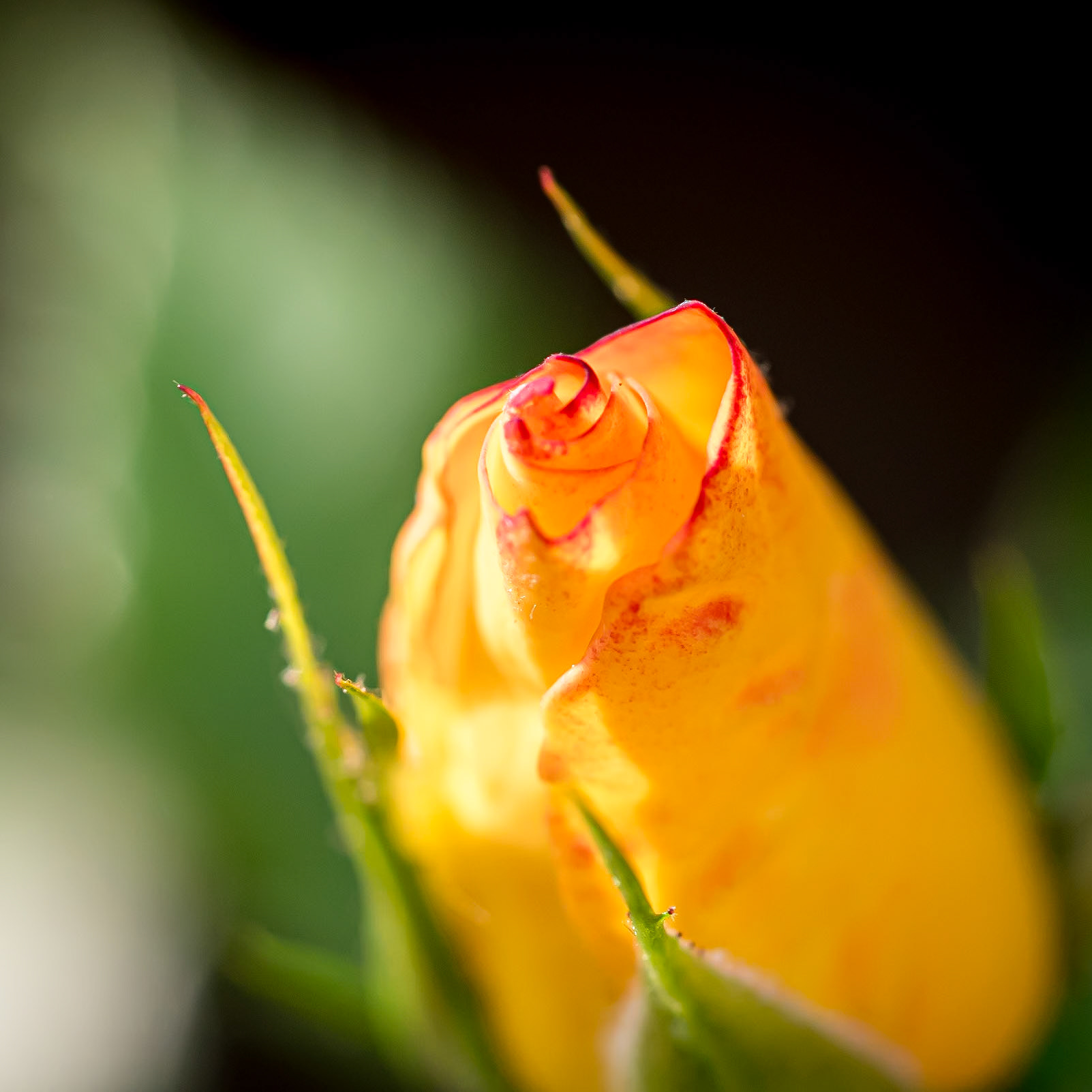 15611294 Wound Up Rose