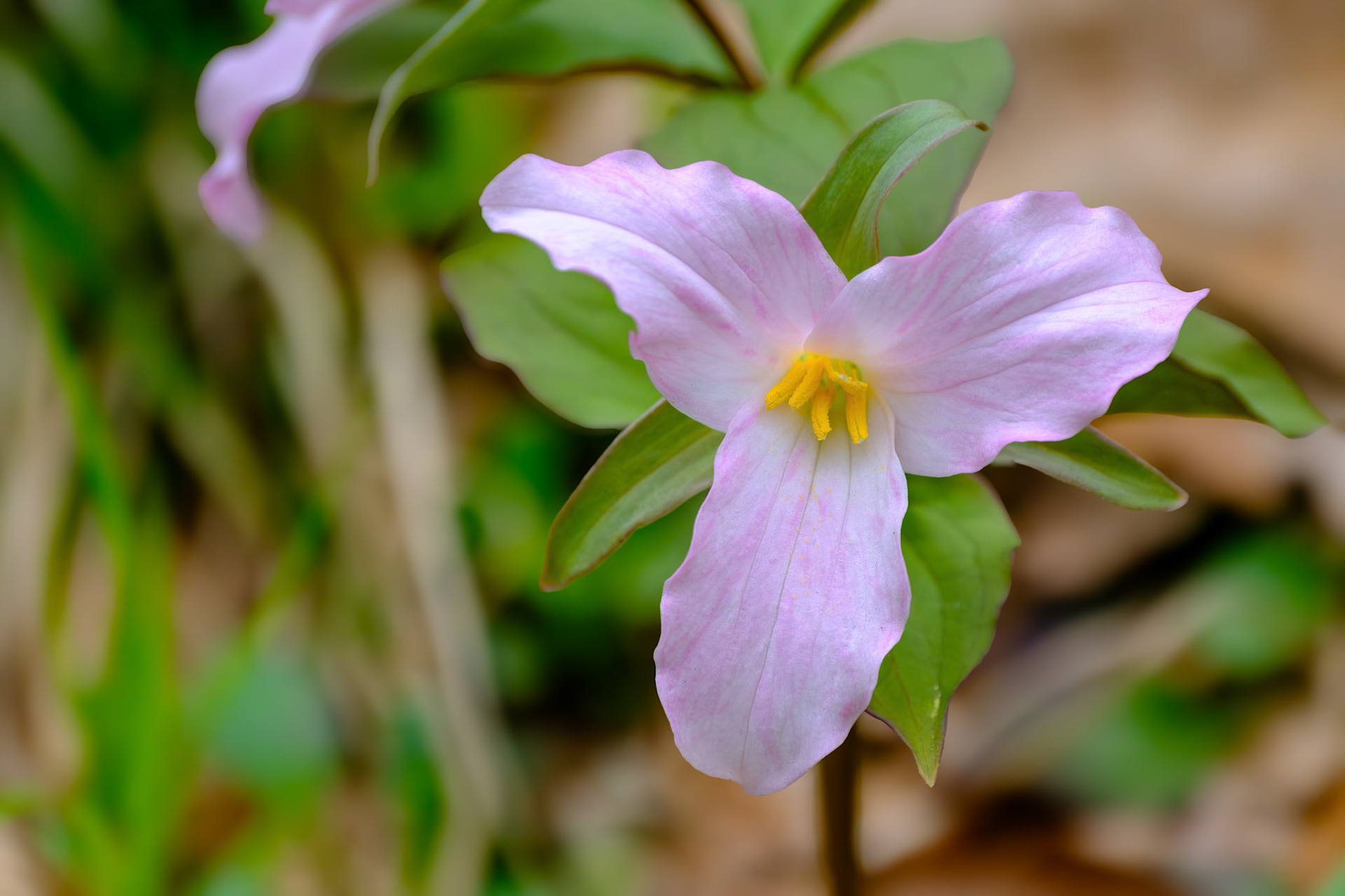 250427-766 Large White Trillium (Trillium grandiflorum)