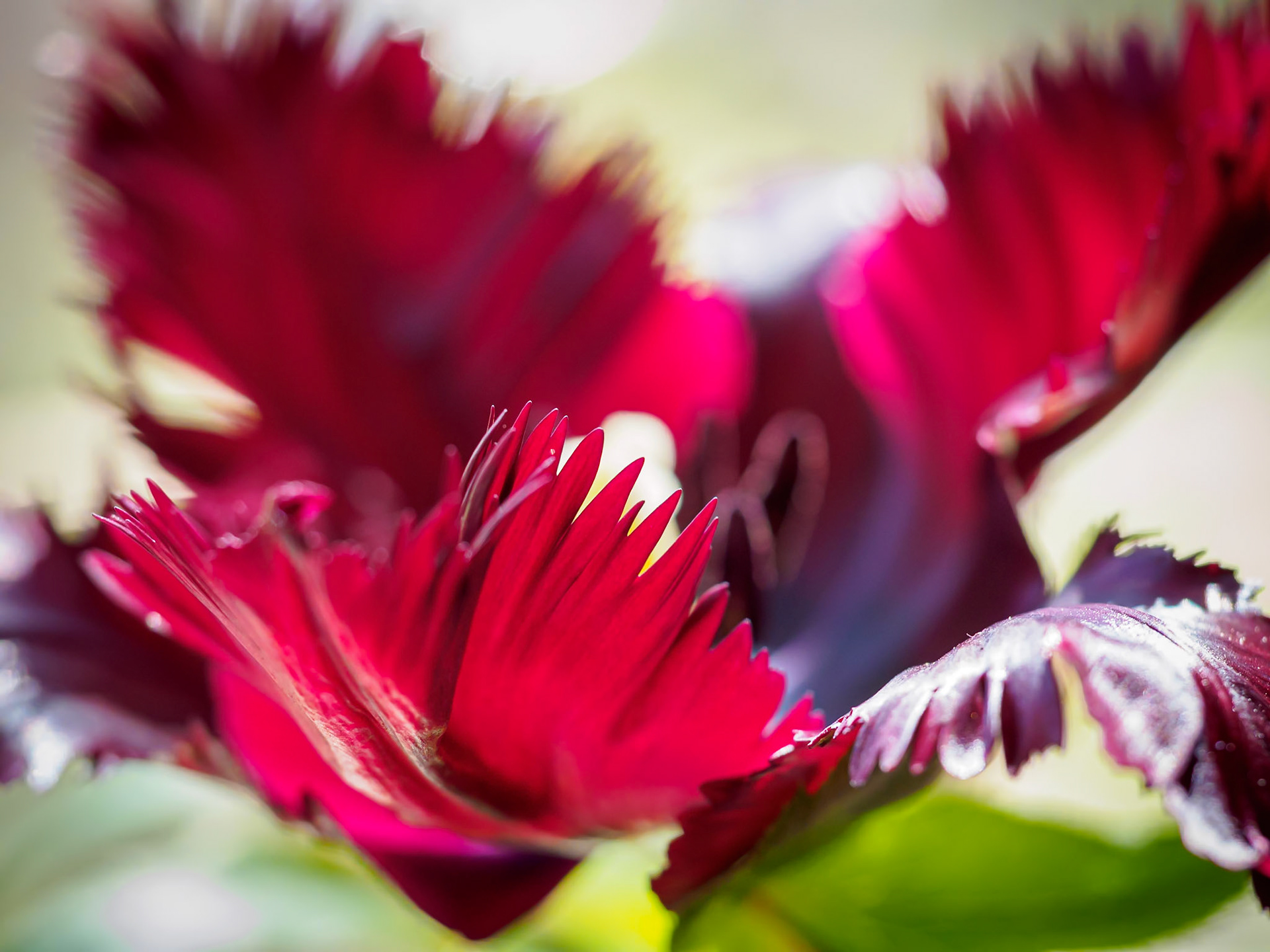 20507012 Parrot Petals