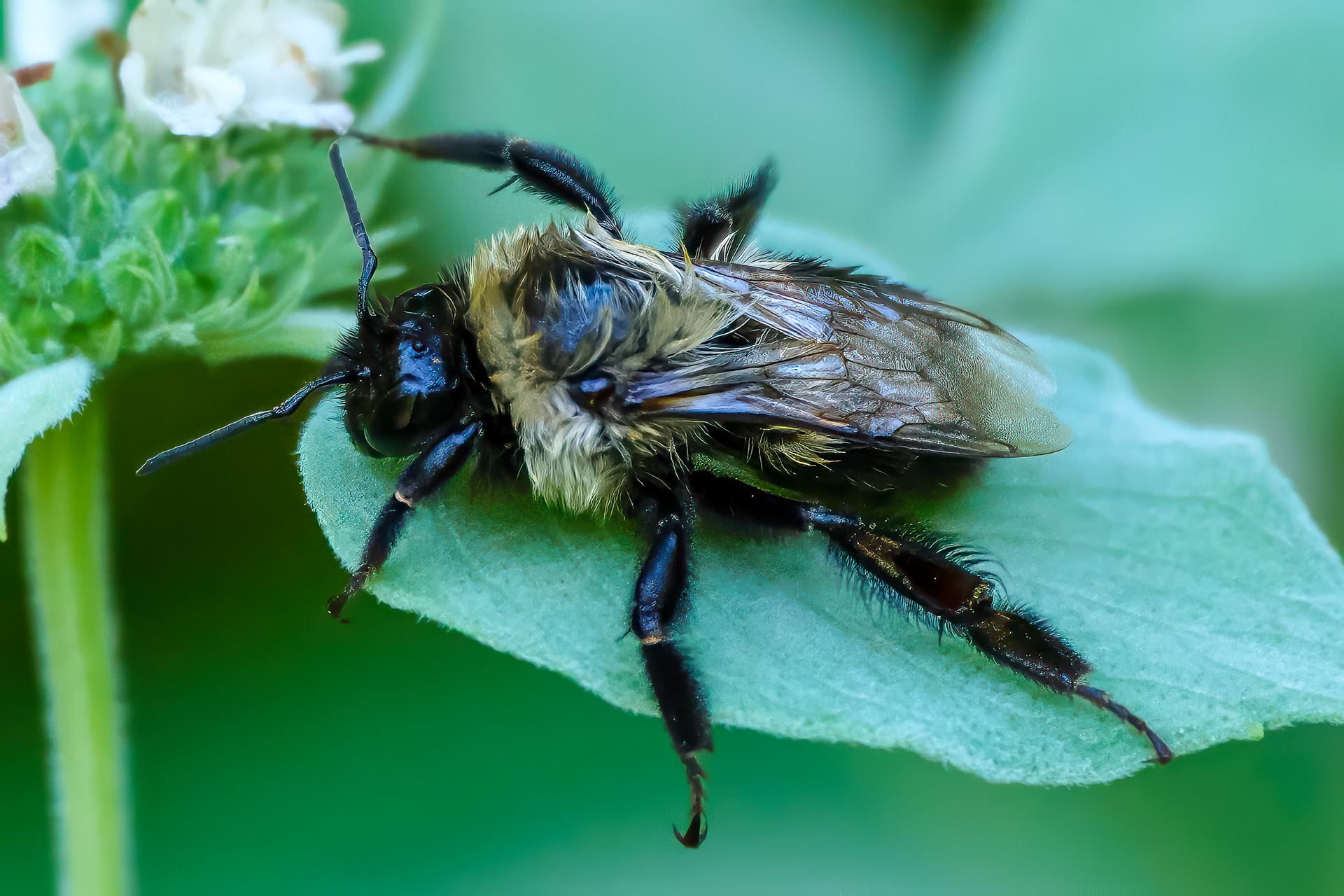 250826-670 Common Eastern Bumble Bee (Bombus impatiens)