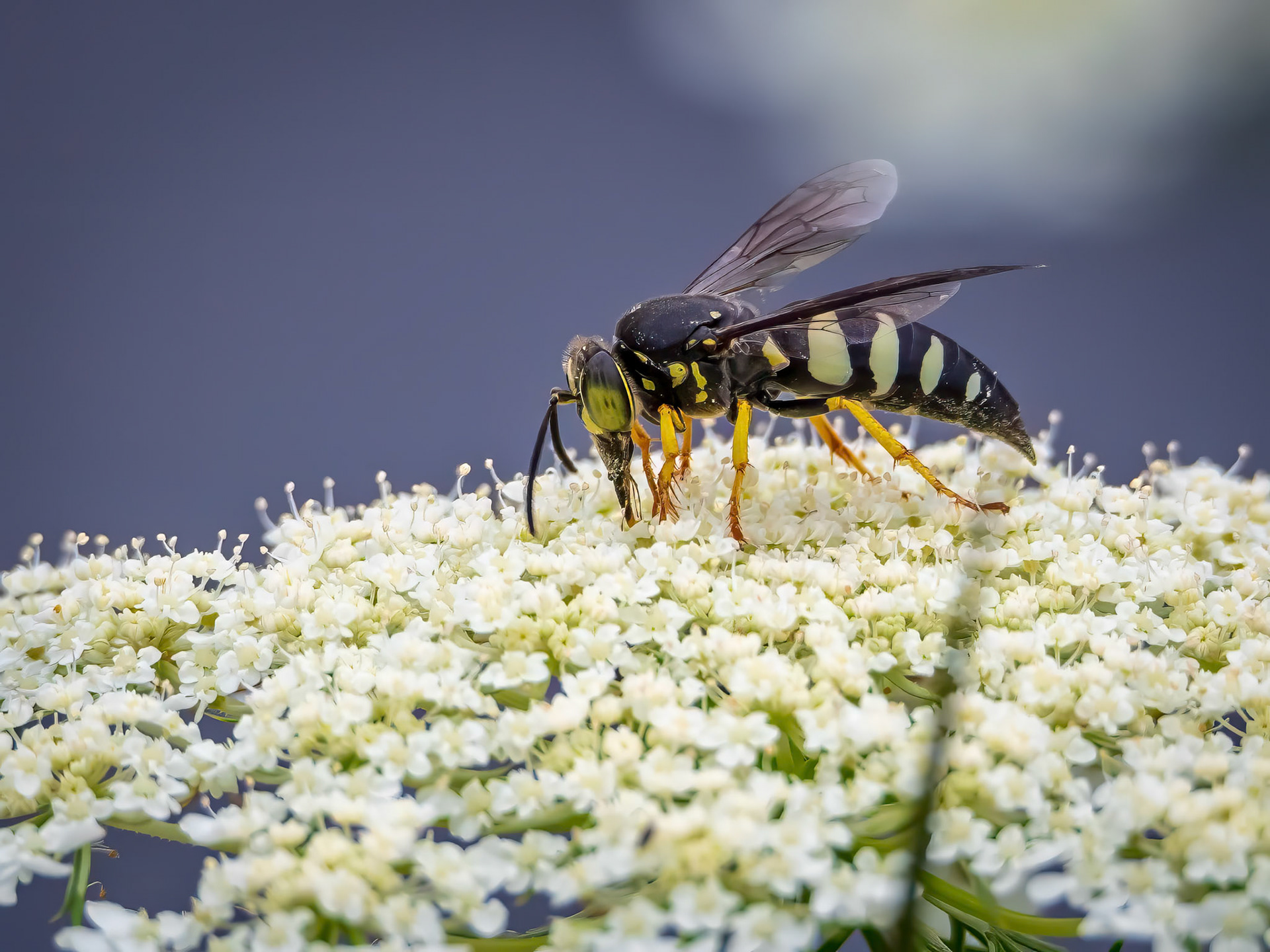 15721051 Masterful Design