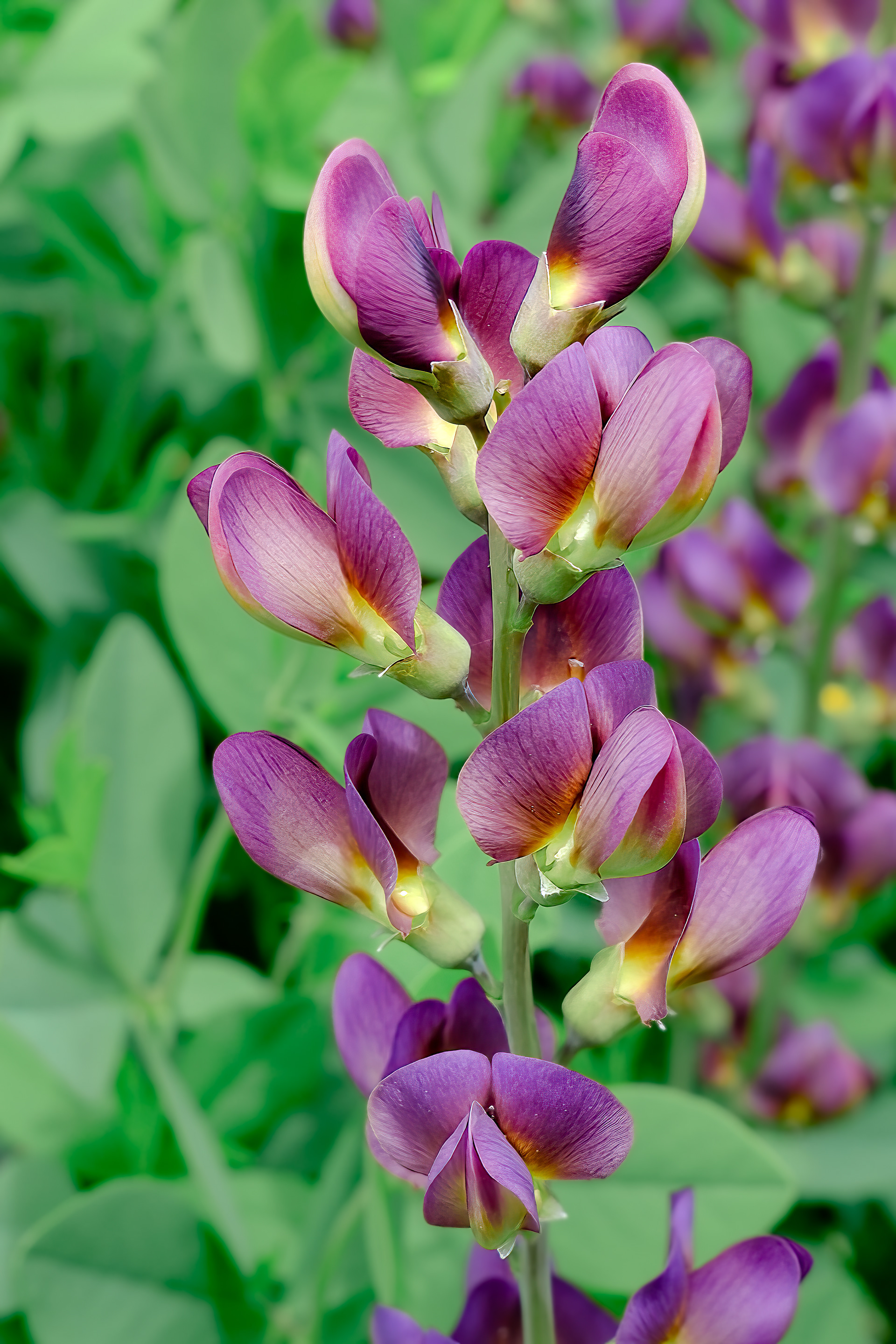 250531-605 Tall Blue Wild Indigo (Baptisia australis)