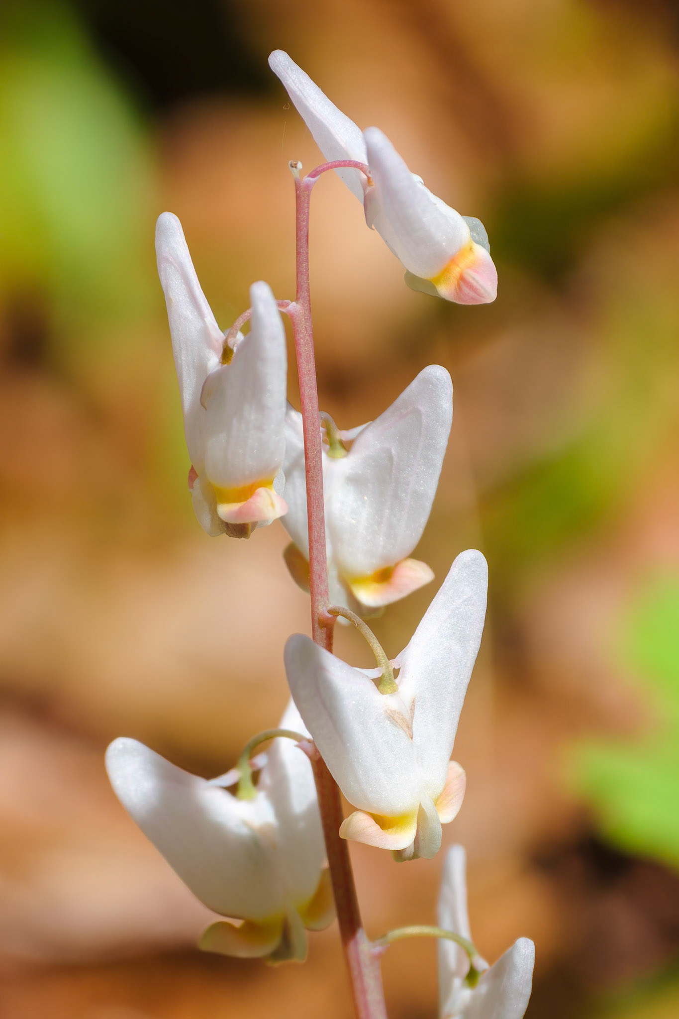 250429-808 Dutchman's Breeches (Dicentra cucullaria)