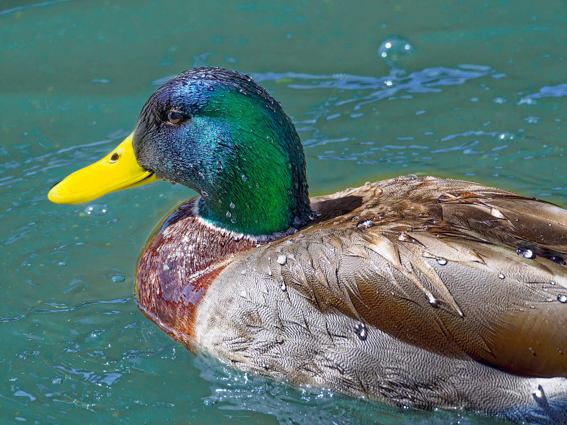 24313198 Mallard