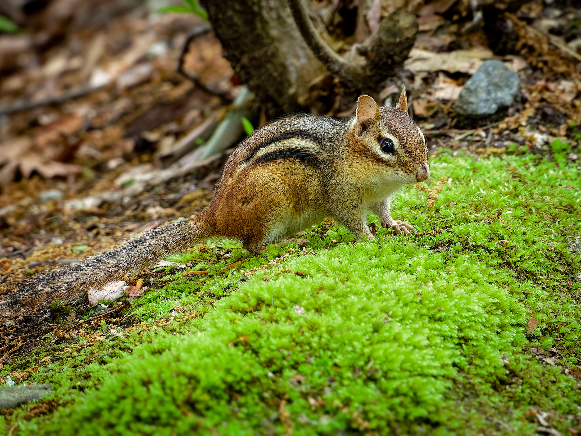 19601038 Small World View