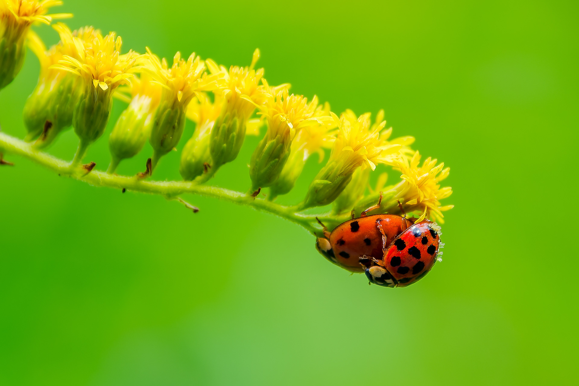 250814-567 Asian Lady Beetle (Harmonia axyridis)