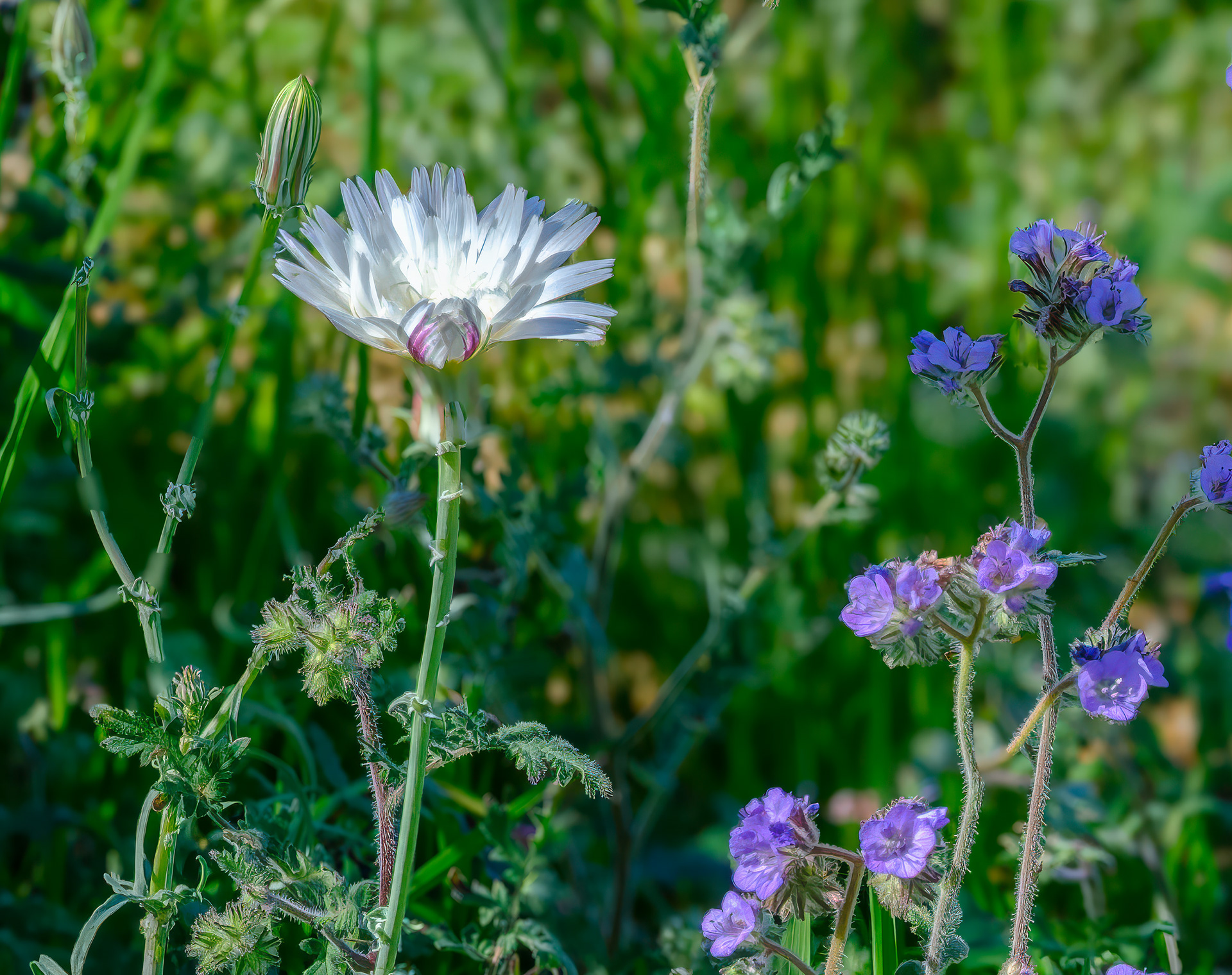 260218-939 Desert Chicory (Rafinesquia neomexicana)