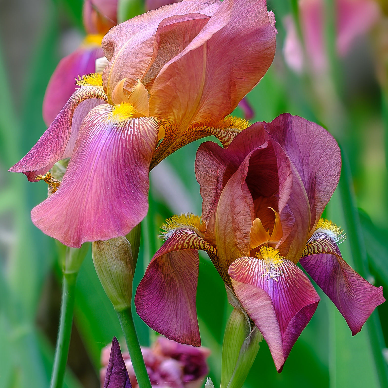 260528-530 Tall Bearded Iris (Iris germanica)