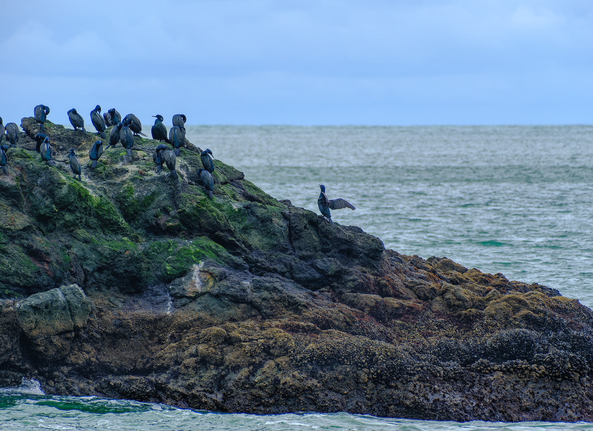 260214-653 Cormorants on Green View 1