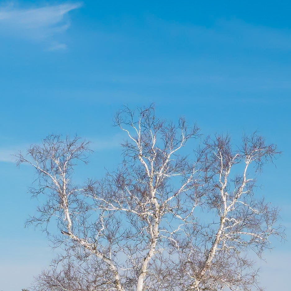 17218002 Birch Tree Against Winter Sky