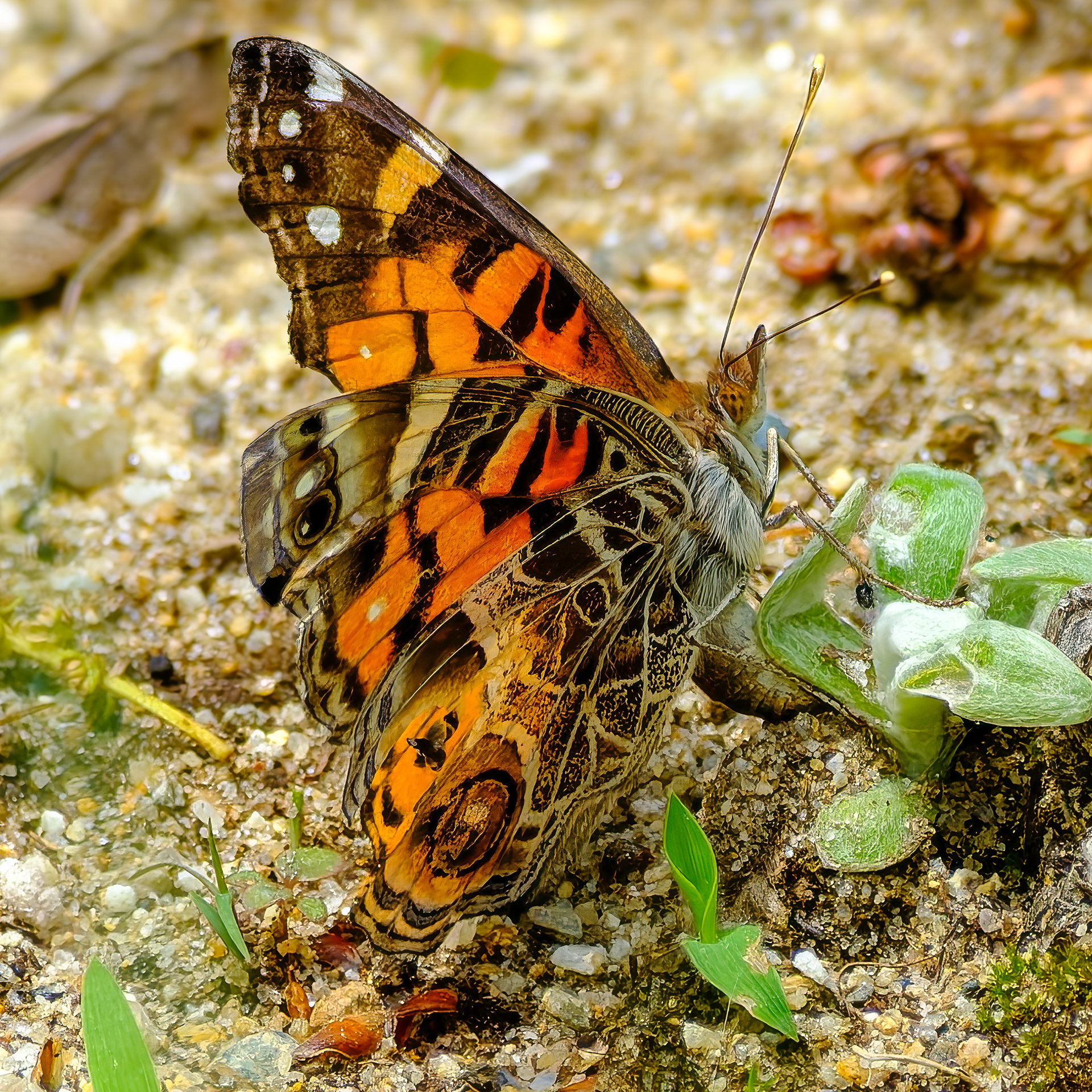 260531-534 American Lady (Vanessa virginiensis)