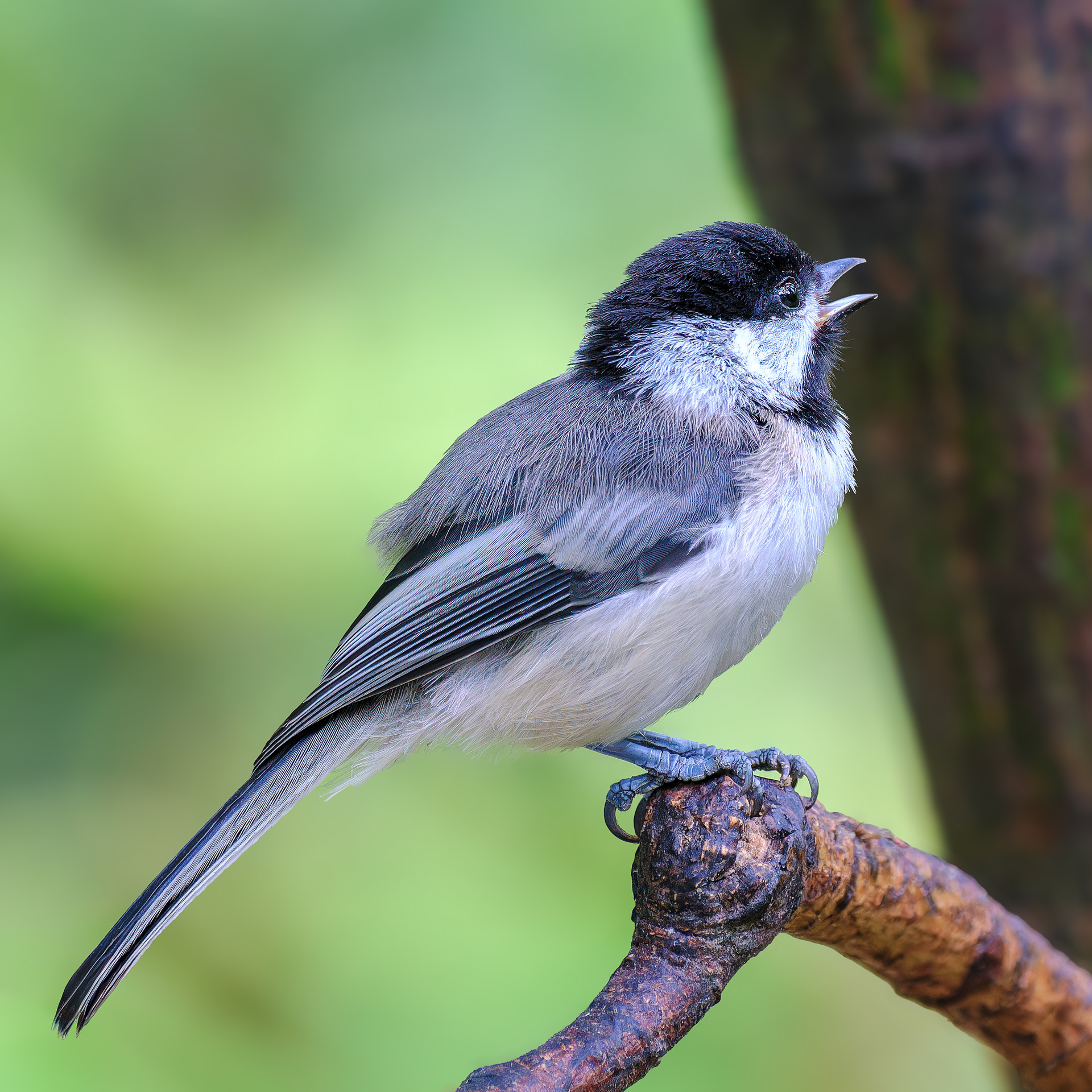 250626-768 Black-capped Chickadee (Poecile atricapillus)