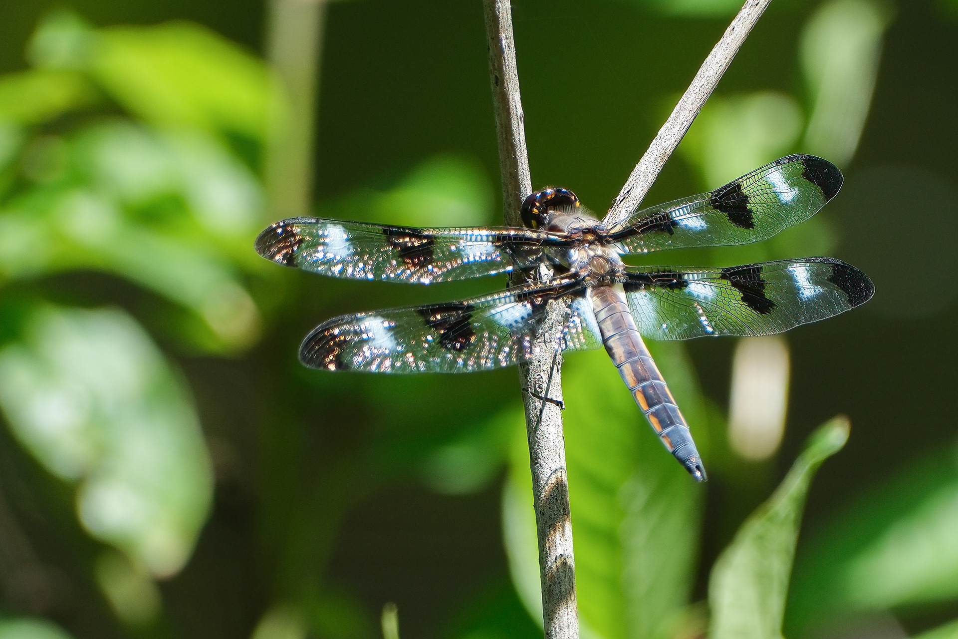 250722-265 Twelve-spotted Skimmer (Libellula pulchella)