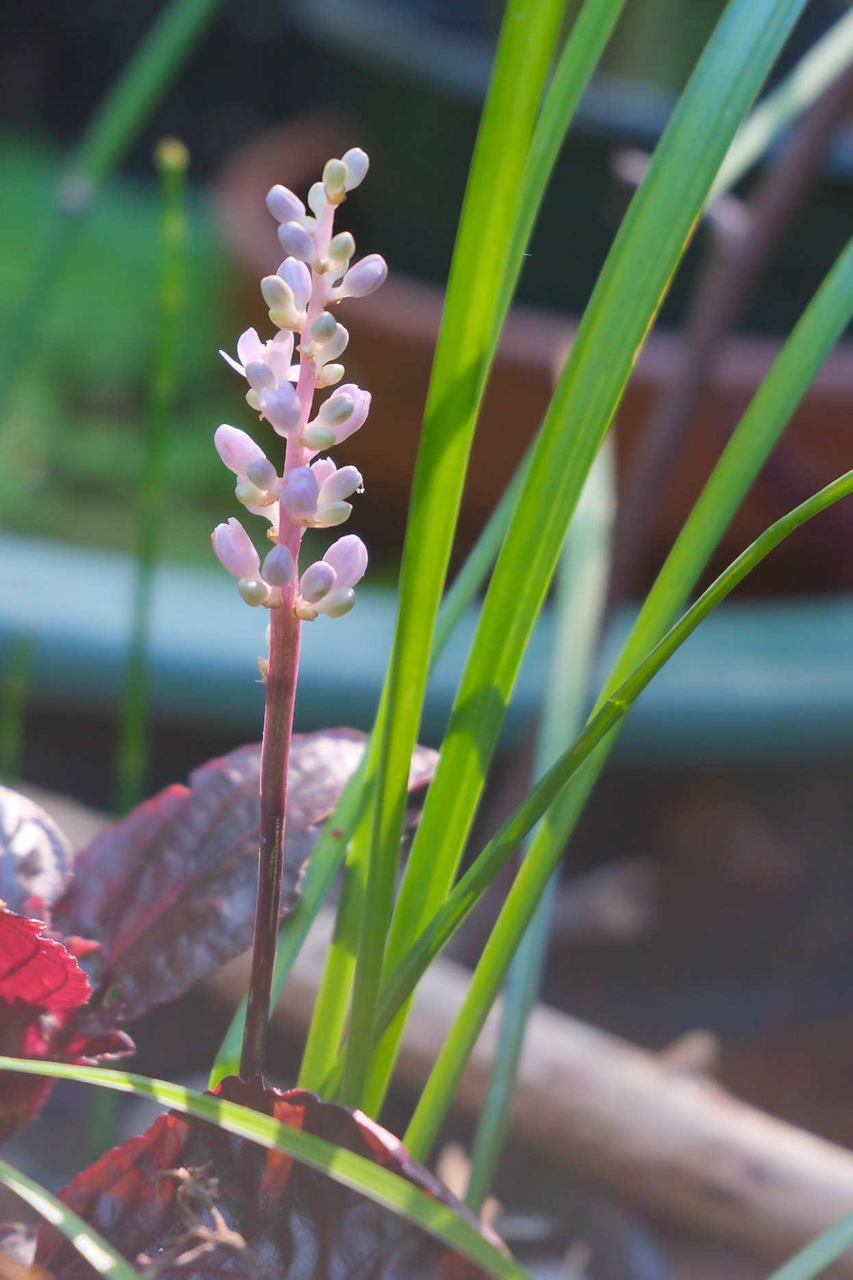 240830-256 Liriope (Liriope muscari)