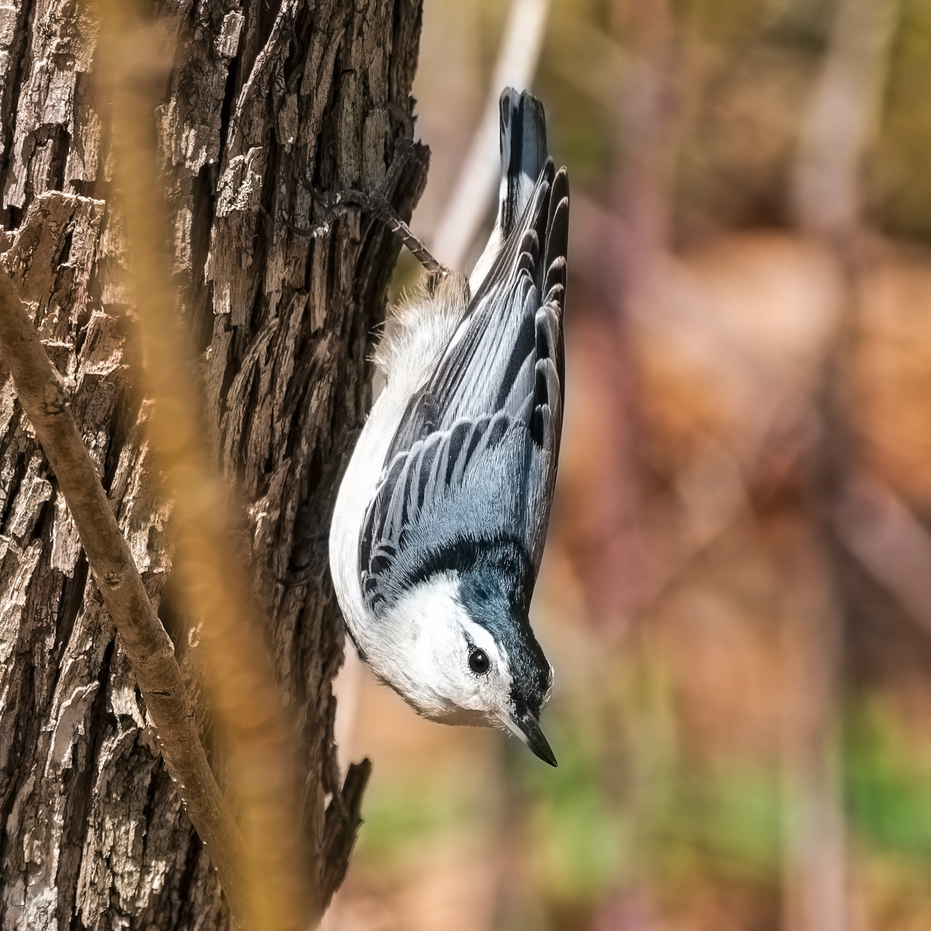 250424-683 White-breasted Nuthatch (Sitta carolinensis)