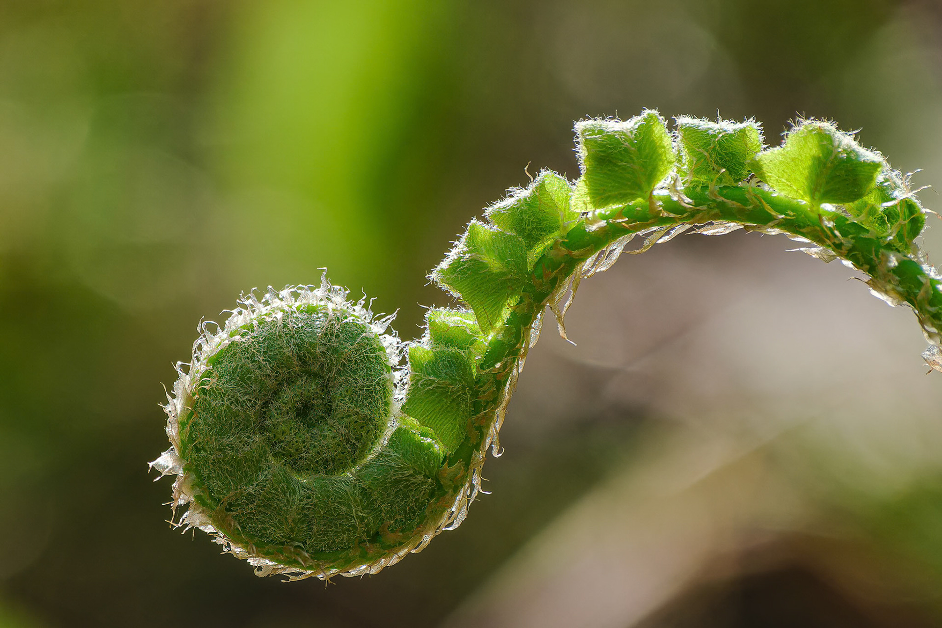 250429-844 Christmas Fern (Polystichum acrostichoides)