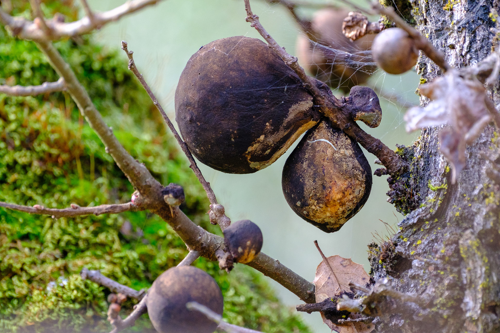 260213-624 Valley Oak (Quercus lobata)