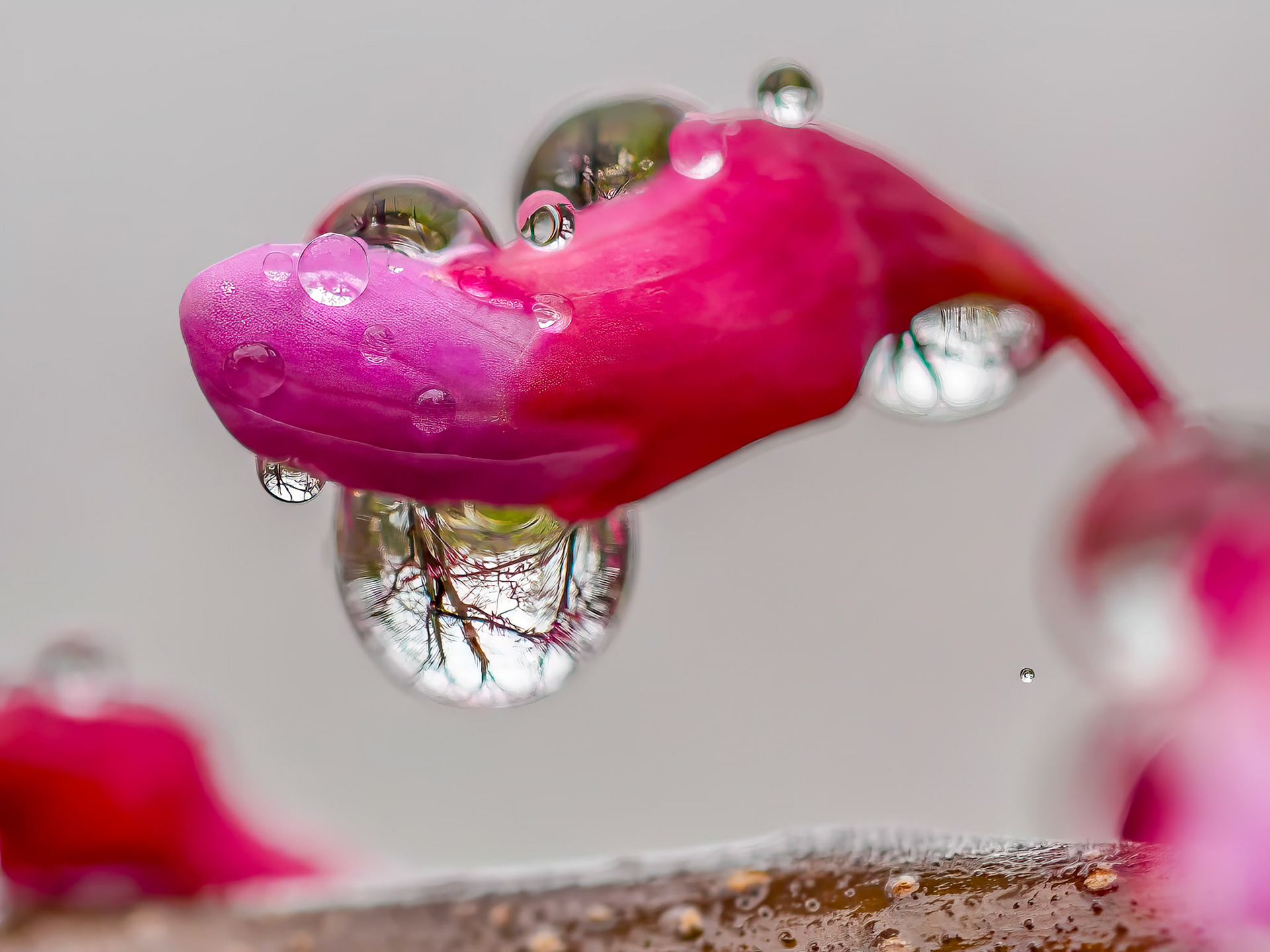 17427080 Upside Down Trees