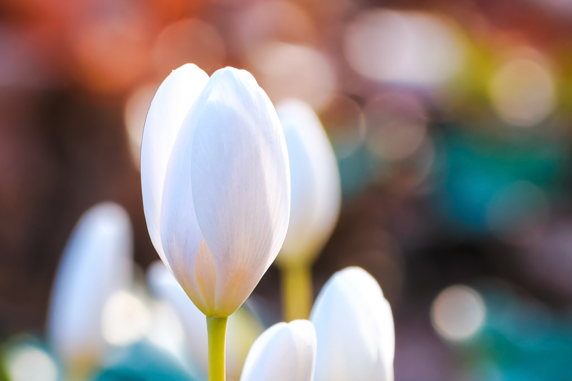 250420-308 Bloodroot (Sanguinaria canadensis)