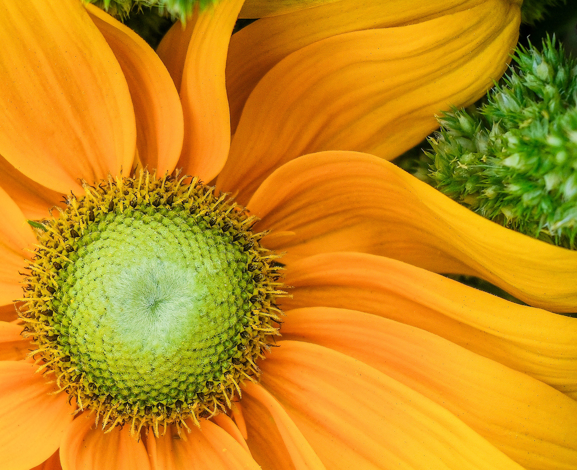 250726-353 Upswing Farm Bouquet 1