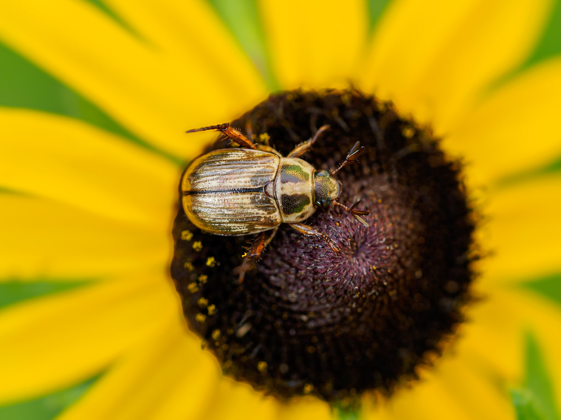 15703070 Beetle and Flower