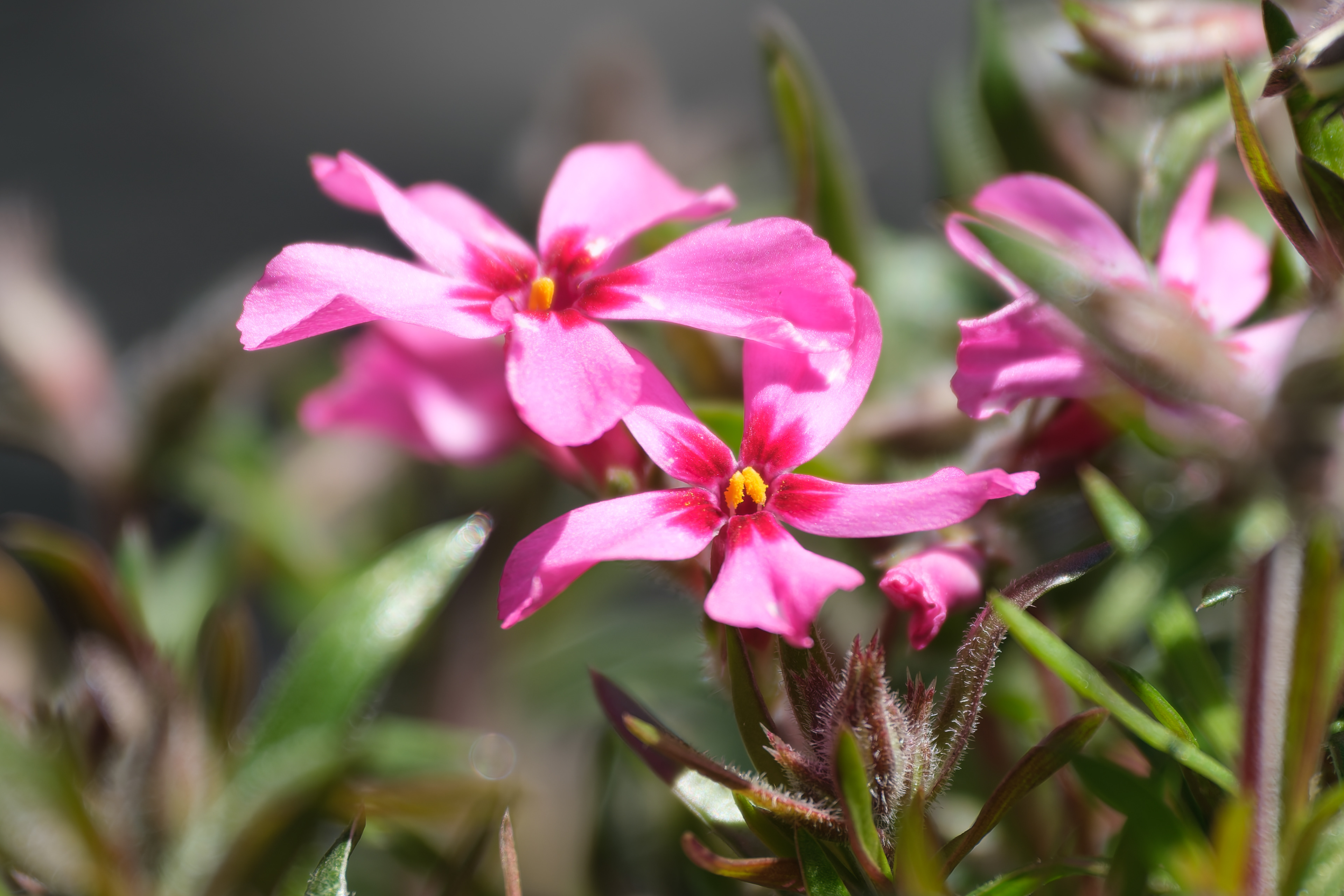 260427-273 Moss Phlox (Phlox subulata)