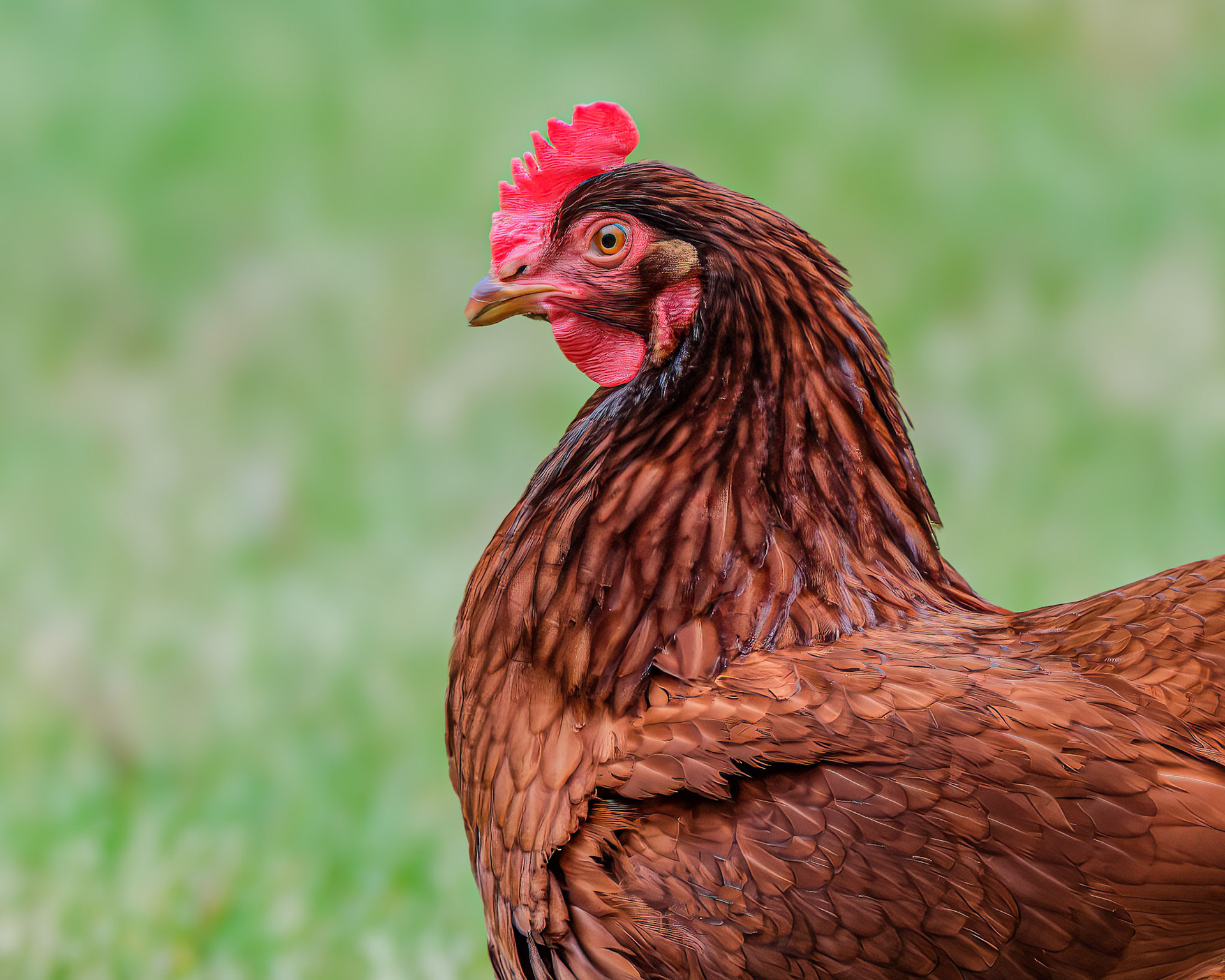 250421-549 Rhode Island Red Chicken (Gallus gallus domesticus)