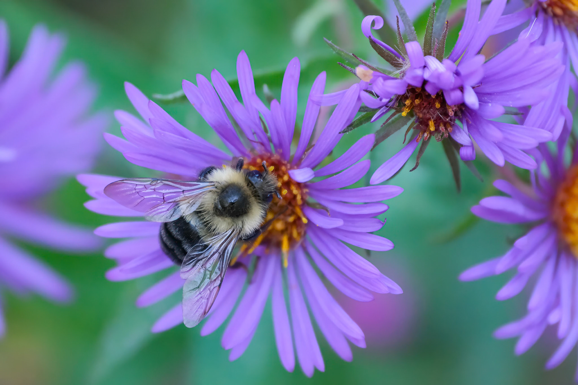 240924-954 Common Eastern Bumble Bee (Bombus impatiens) on New England Aster