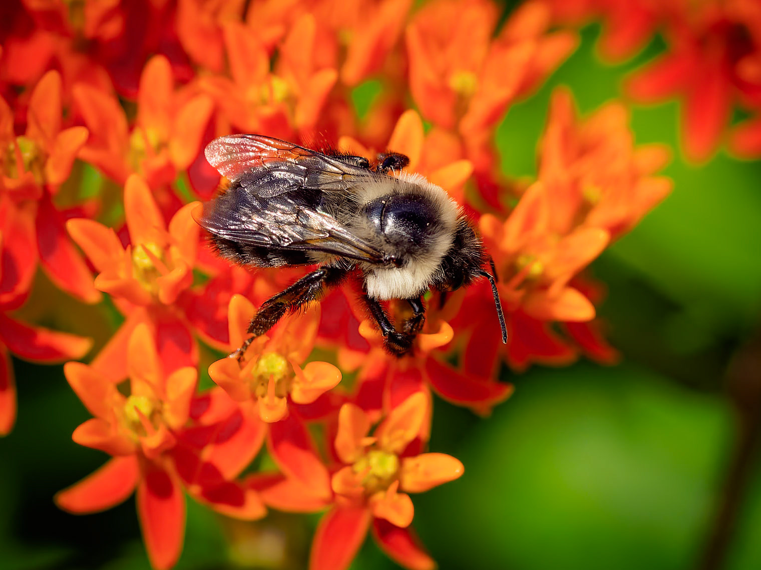15701036 Bees Like Orange