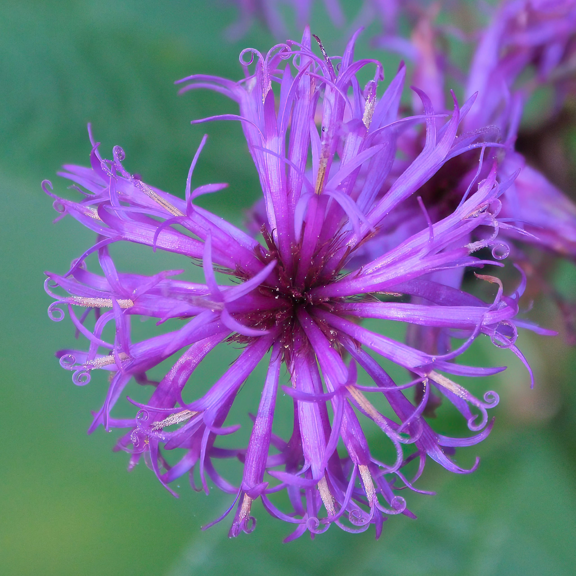 240924-945 New York Ironweed (Vernonia noveboracensis)