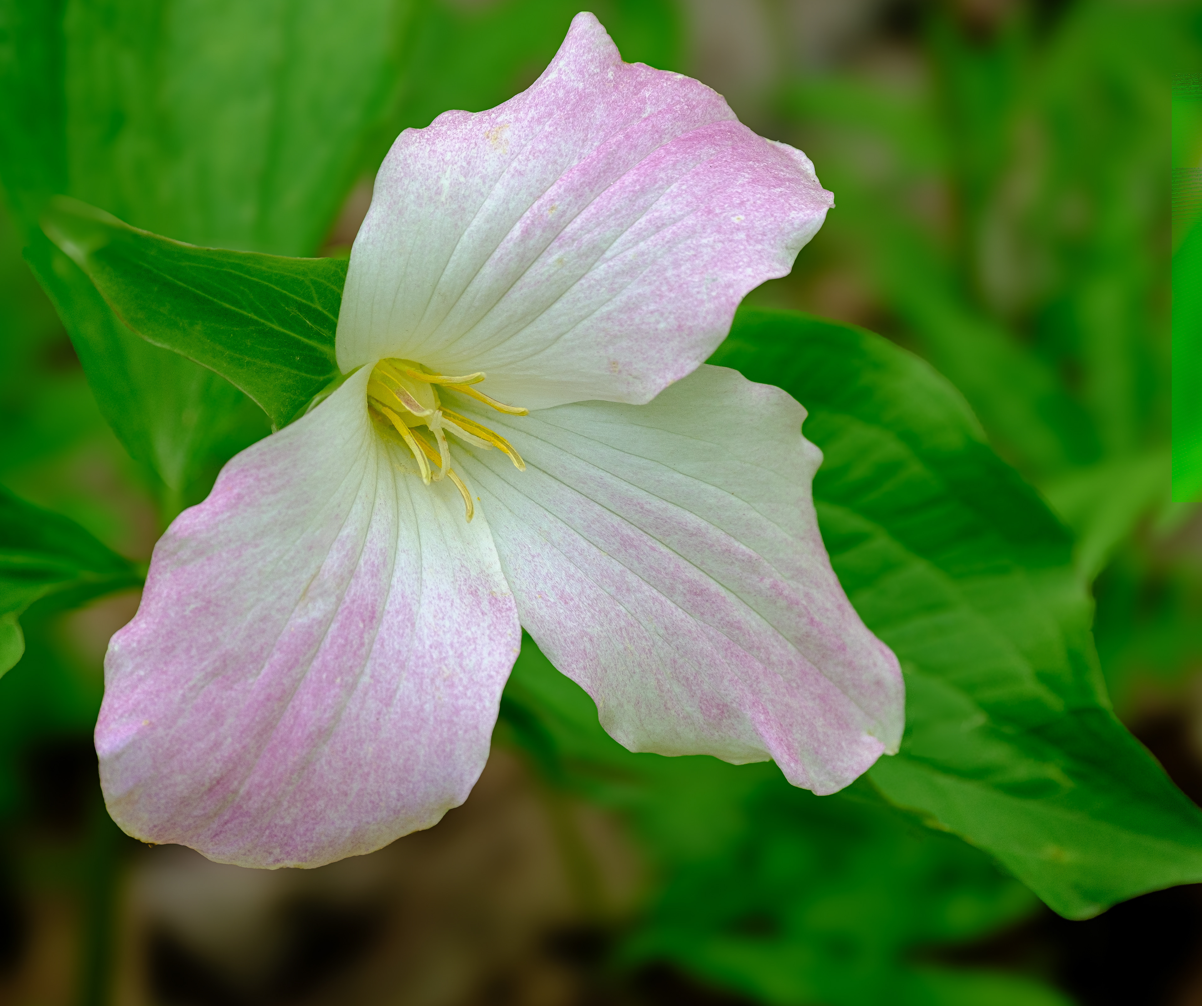 260512-430 Large White Trillium (Trillium grandiflorum)