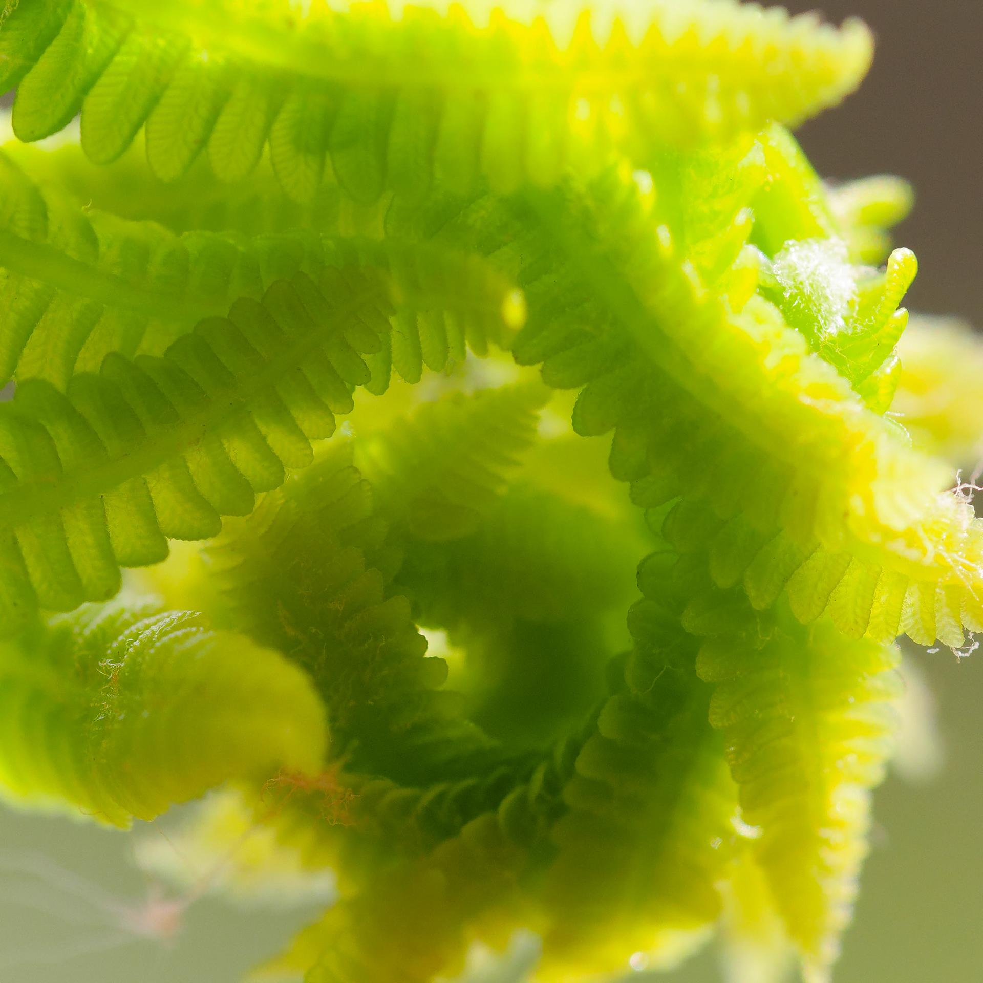 16428151 Spiral Growth