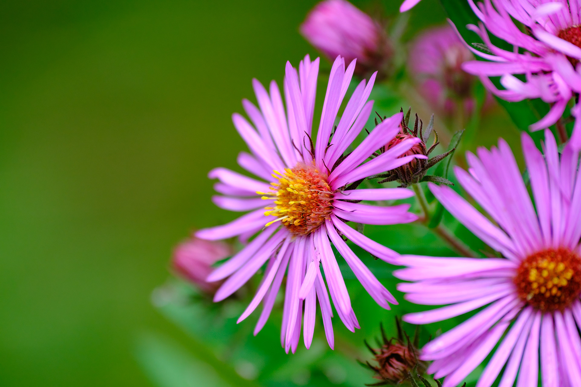 250923-939 New England Aster (Symphyotrichum novae-angliae)