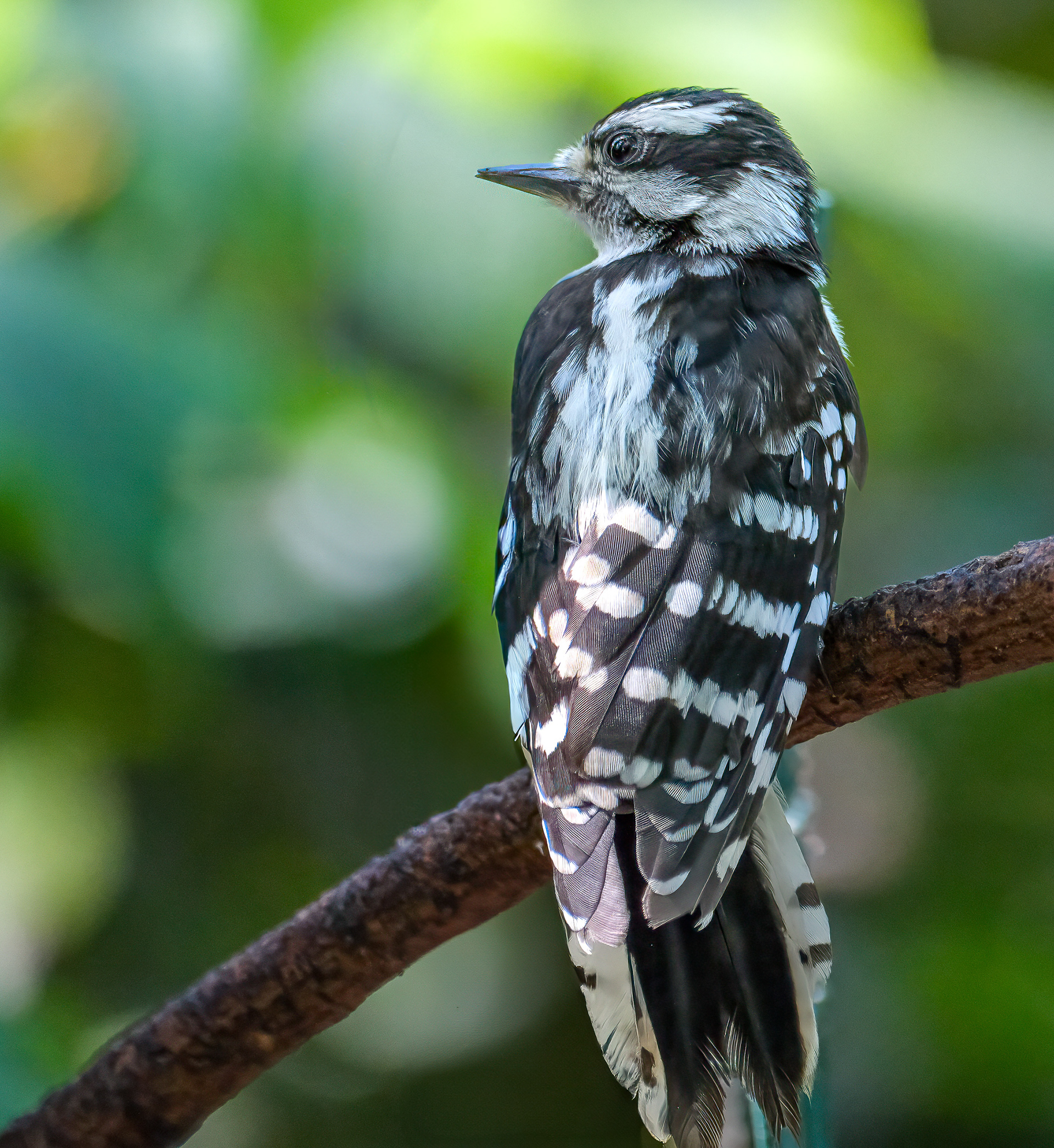 250801-421 Downy Woodpecker (Dryobates pubescens)