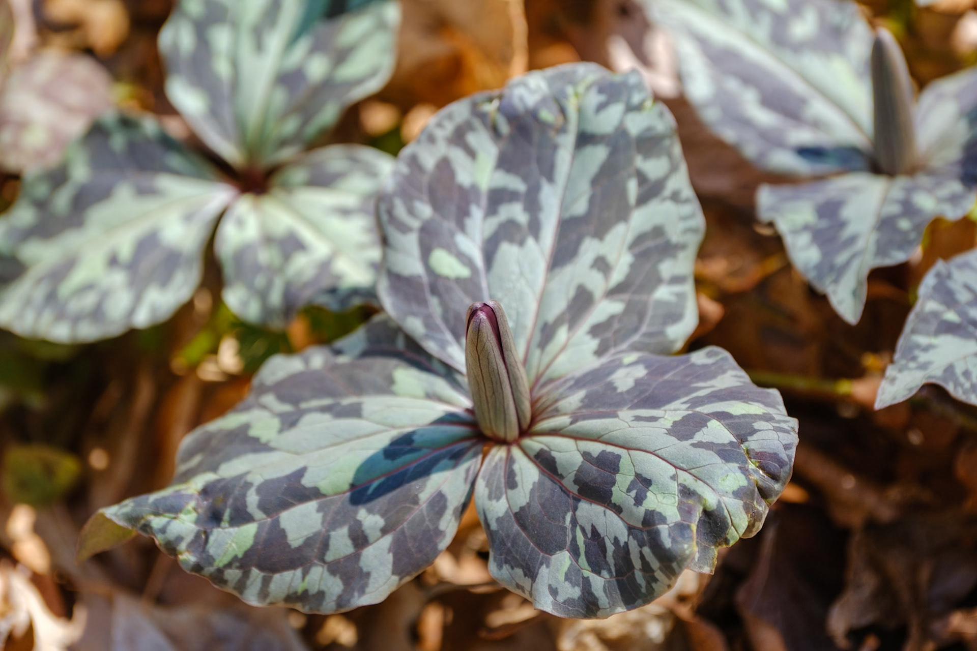 250417-222 Little Sweet Betsy (Trillium cuneatum)