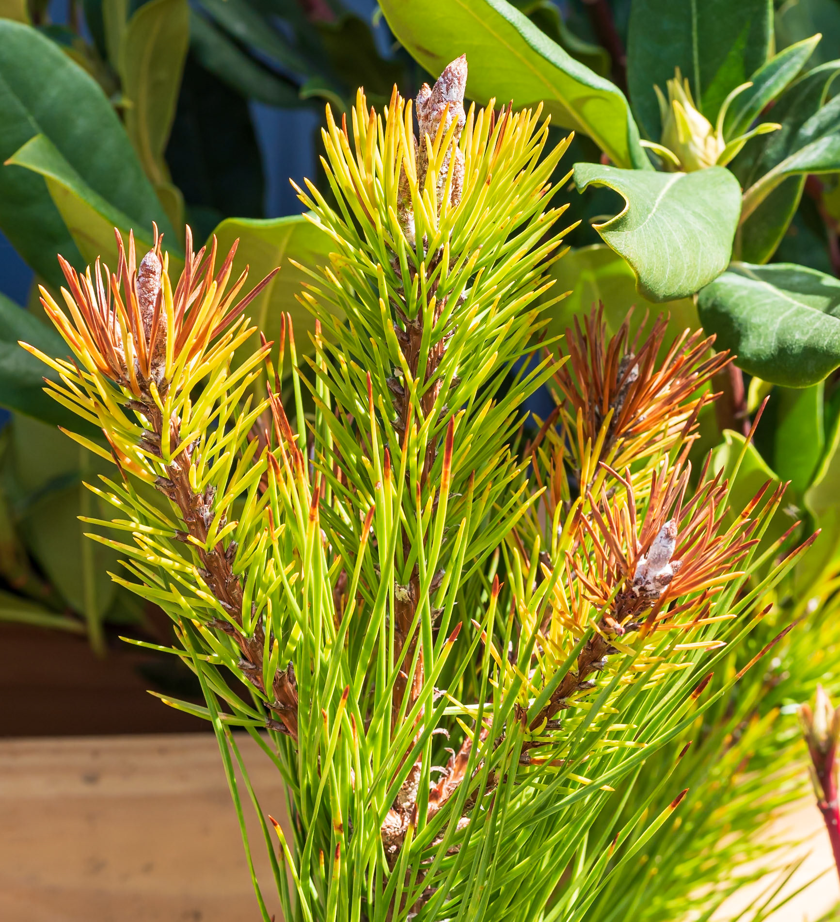 24413-013 Pitch Pine