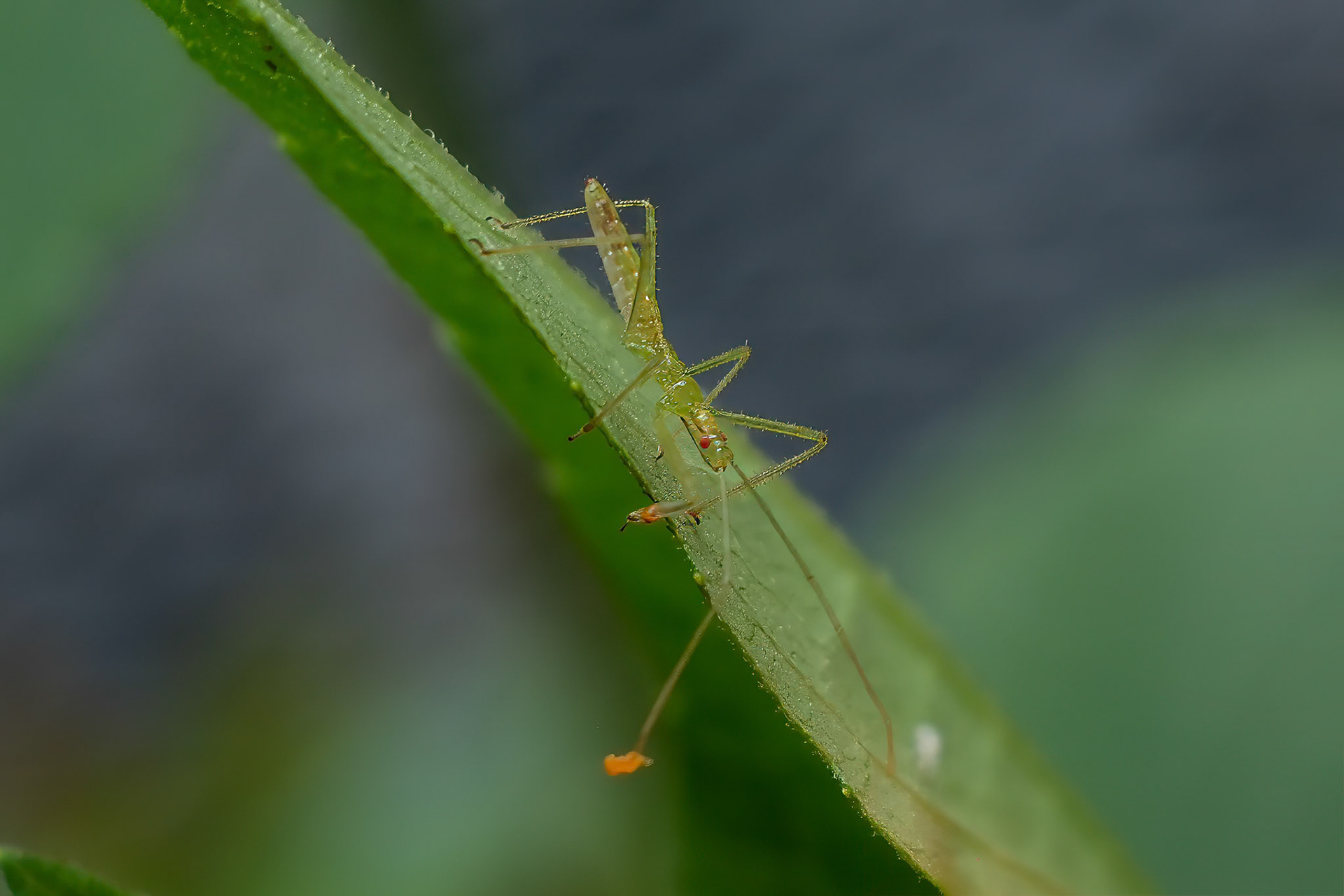 240820-136 Pale Green Assassin Bug