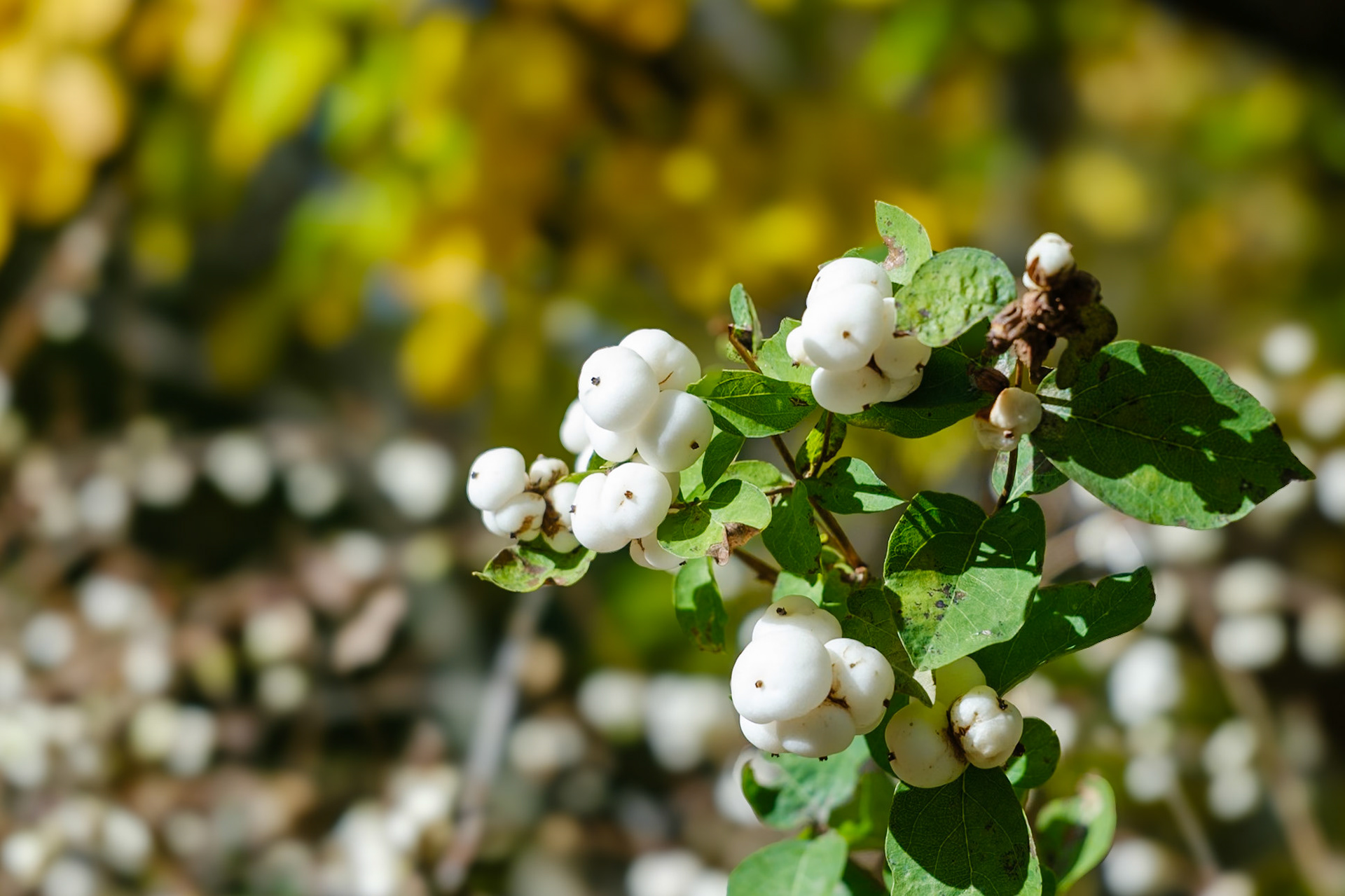 241020-202 Common Snowberry (Symphoricarpos albus)