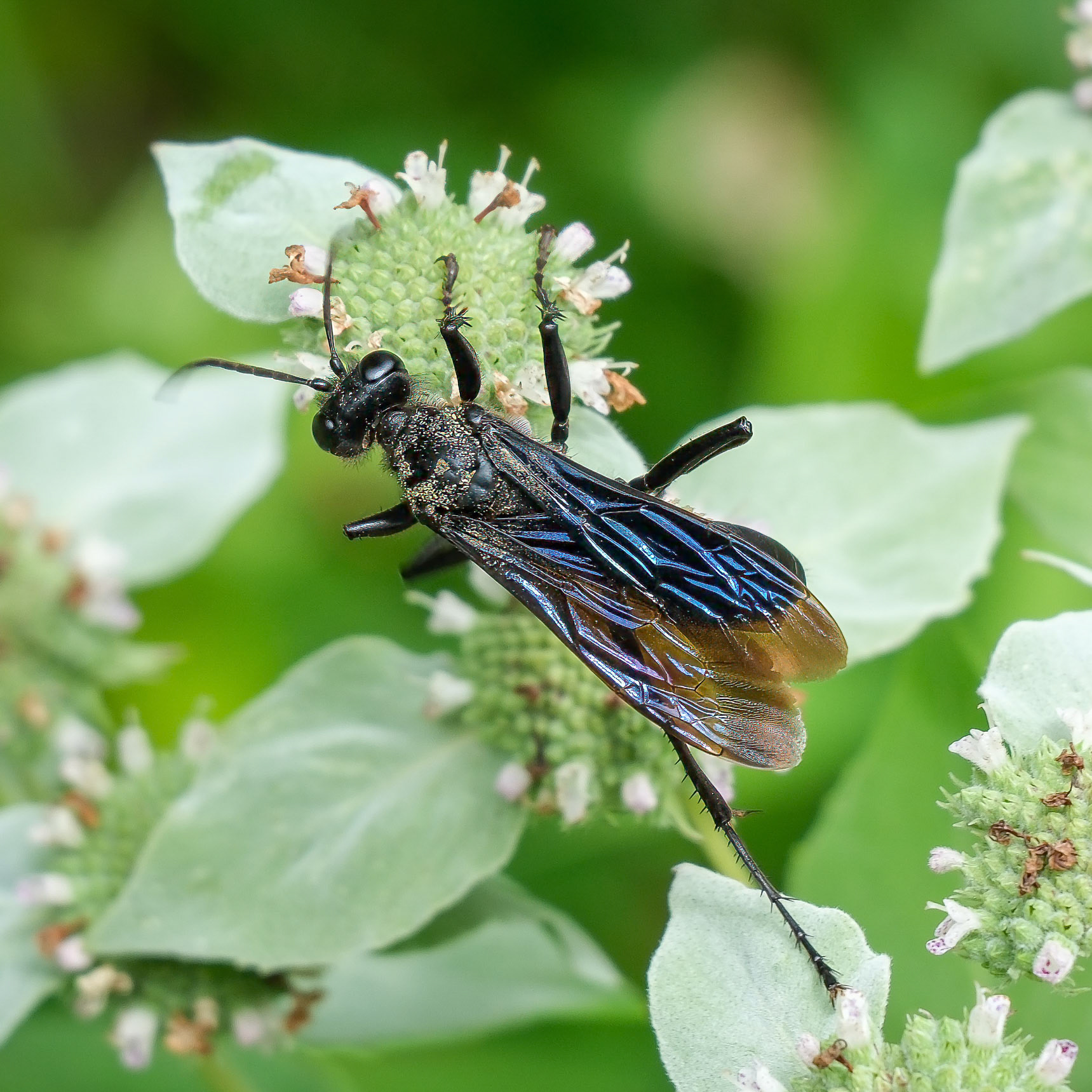 240820-167 Great Black Digger Wasp (Sphex pensylvanicus)