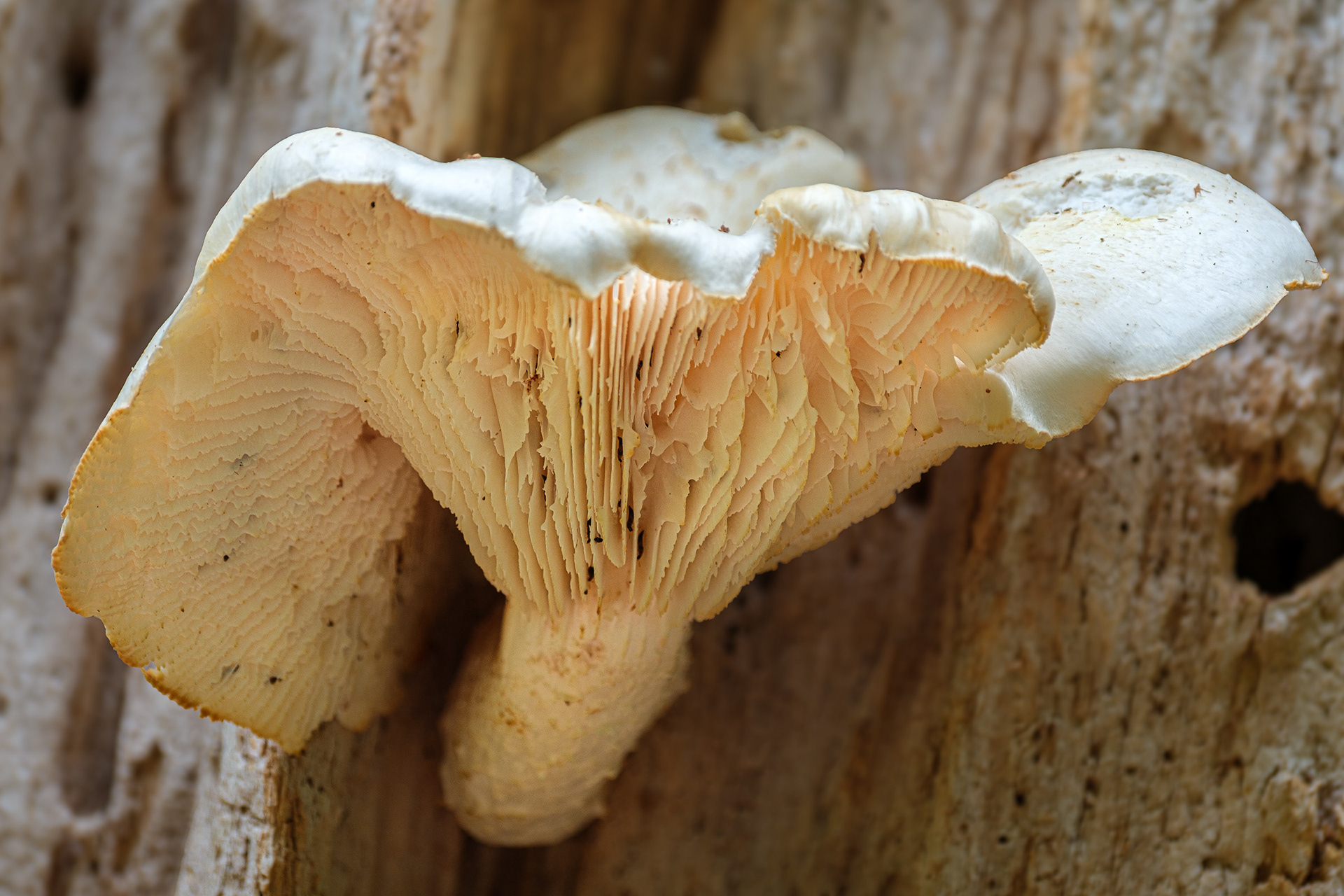 250814-571 Trainwrecker (Neolentinus lepideus)