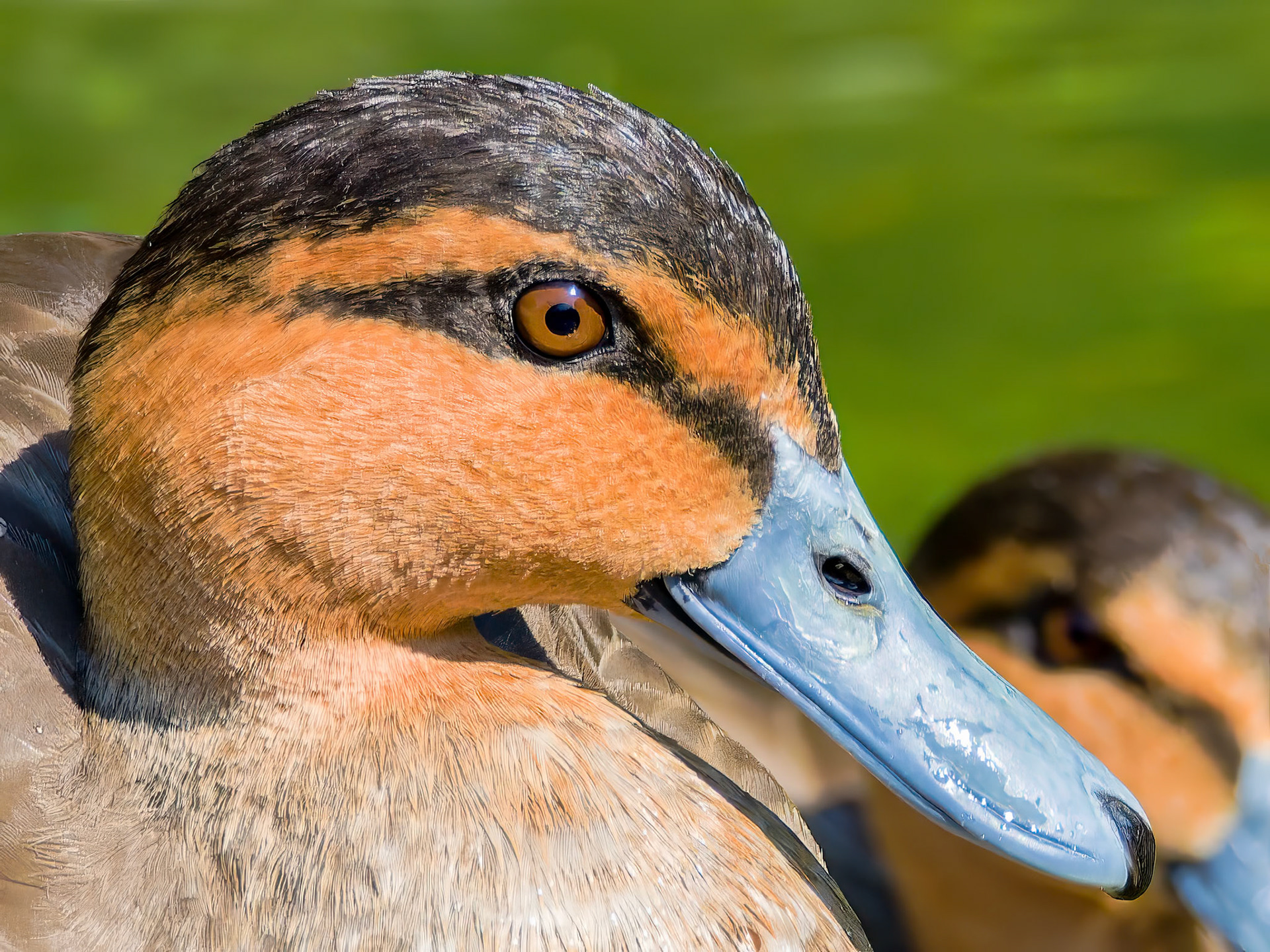 16820194 Brown Eyes in the Sun