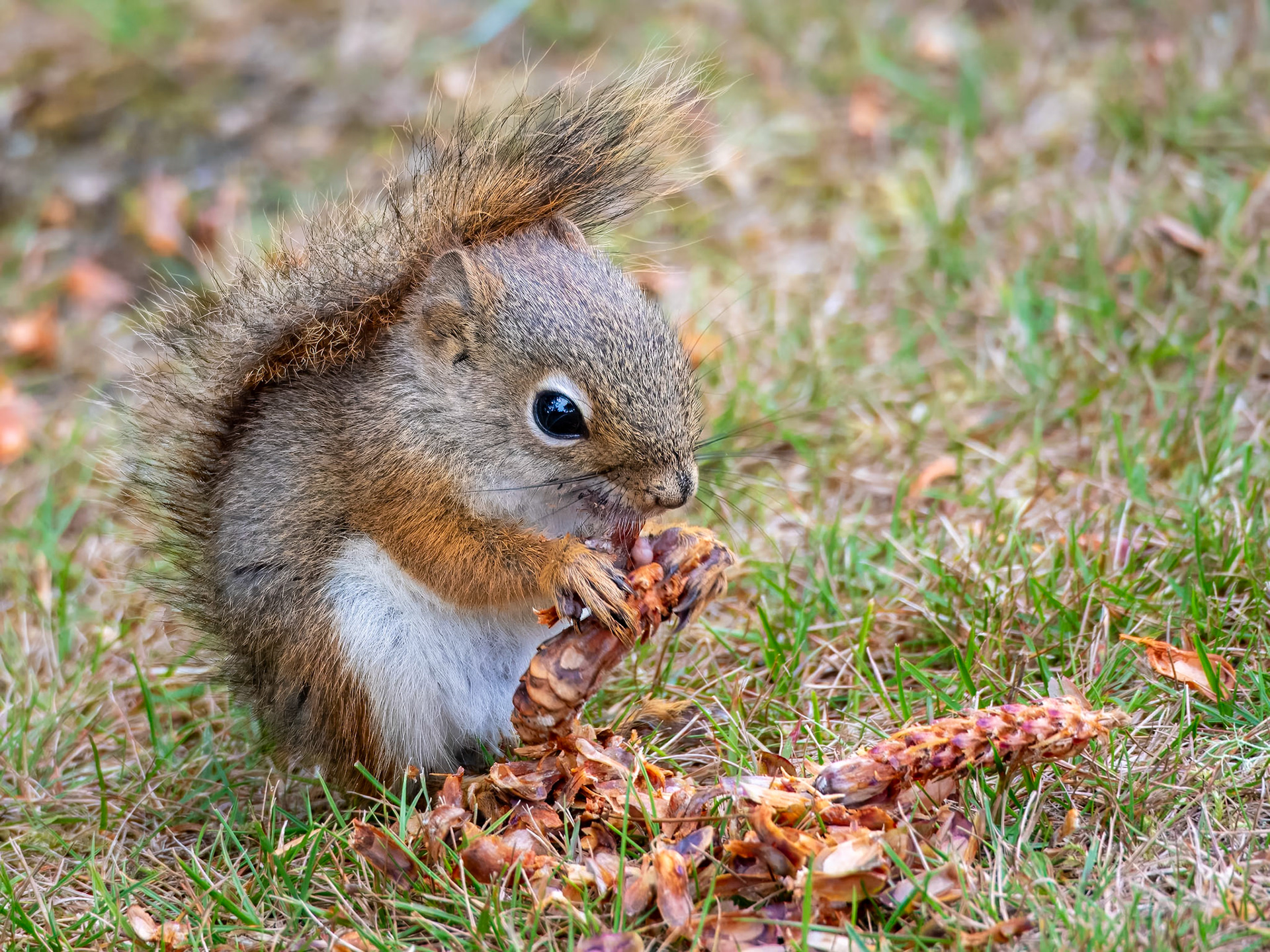 17905328 Red Squirrel Dinnertime