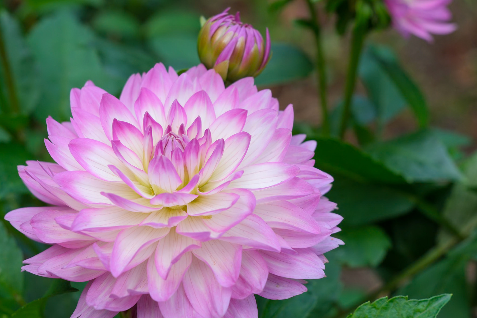 240906-484 Garden Dahlia (Dahlia pinnata)