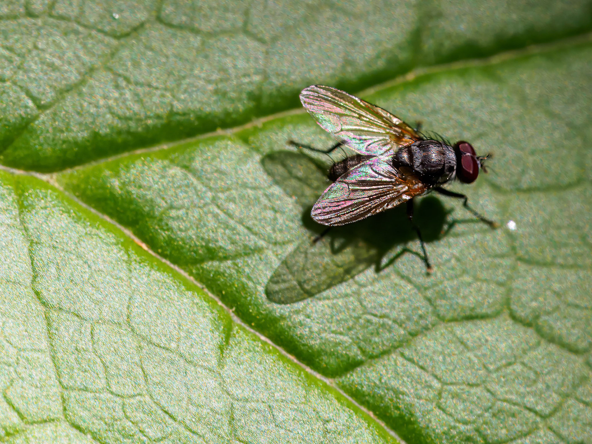 Iridescent Flyer ©dag