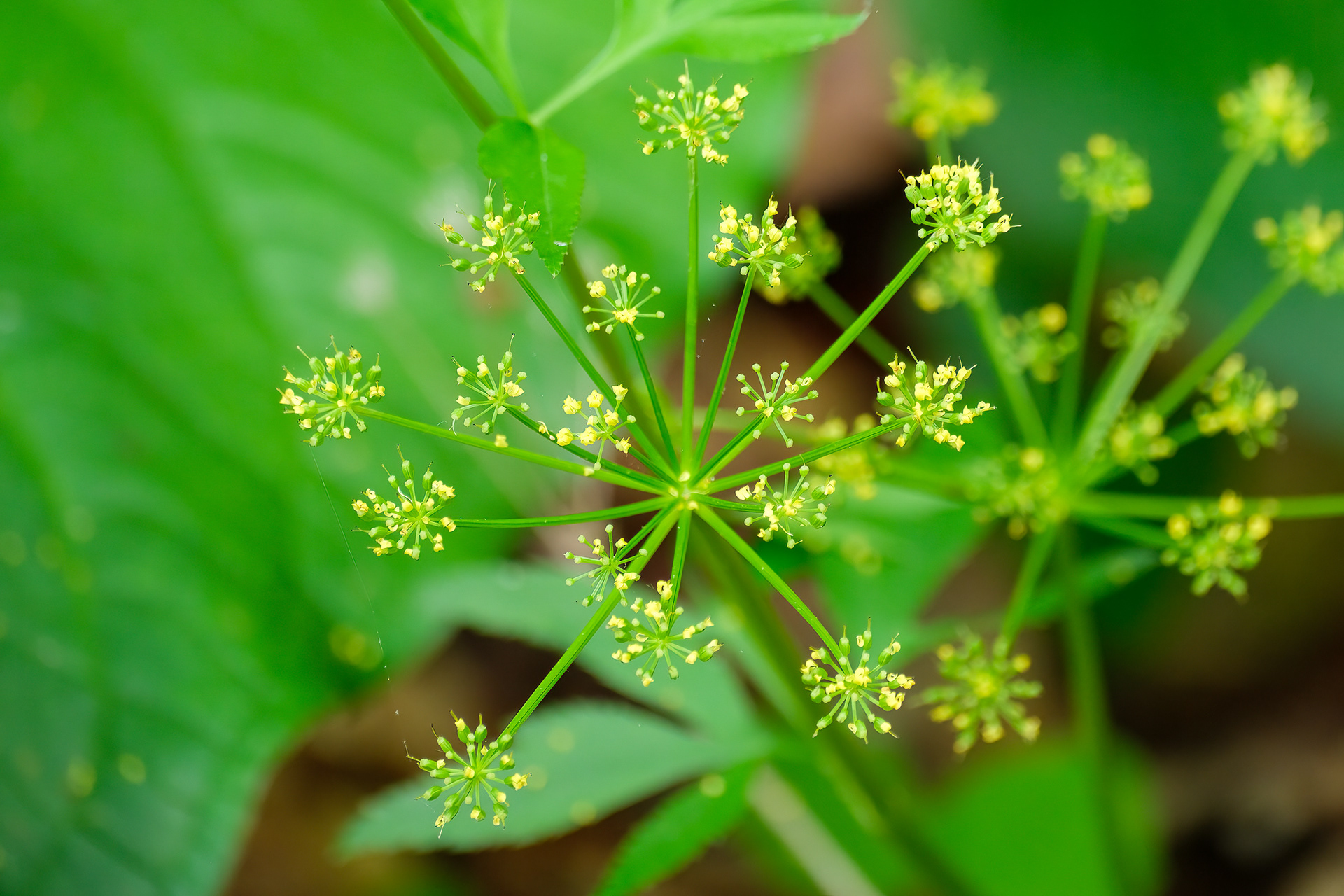 250518-408 Golden Alexanders (Zizia aurea)