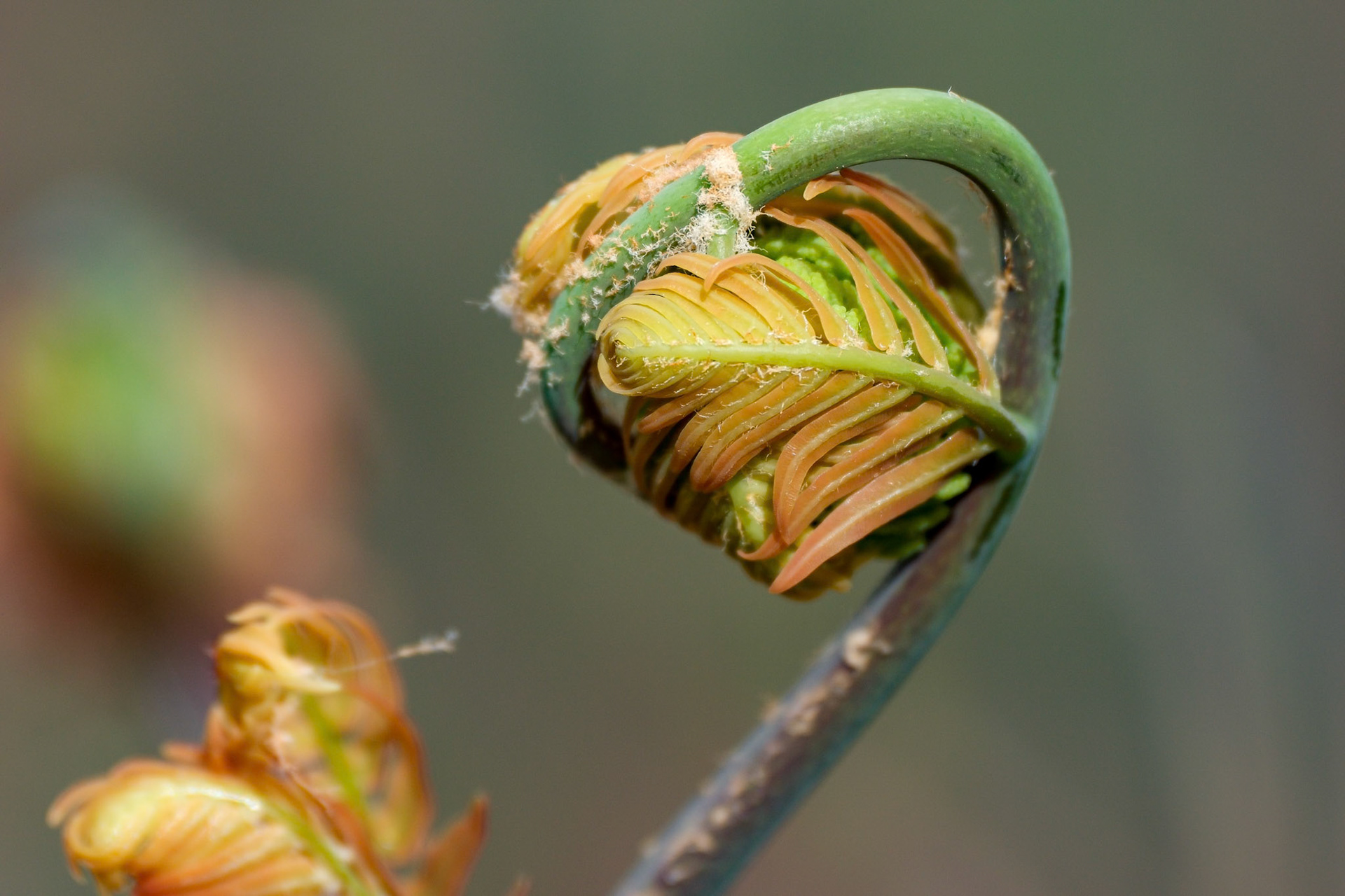 250427-775 Cinnamon Fern (Osmundastrum cinnamomeum)