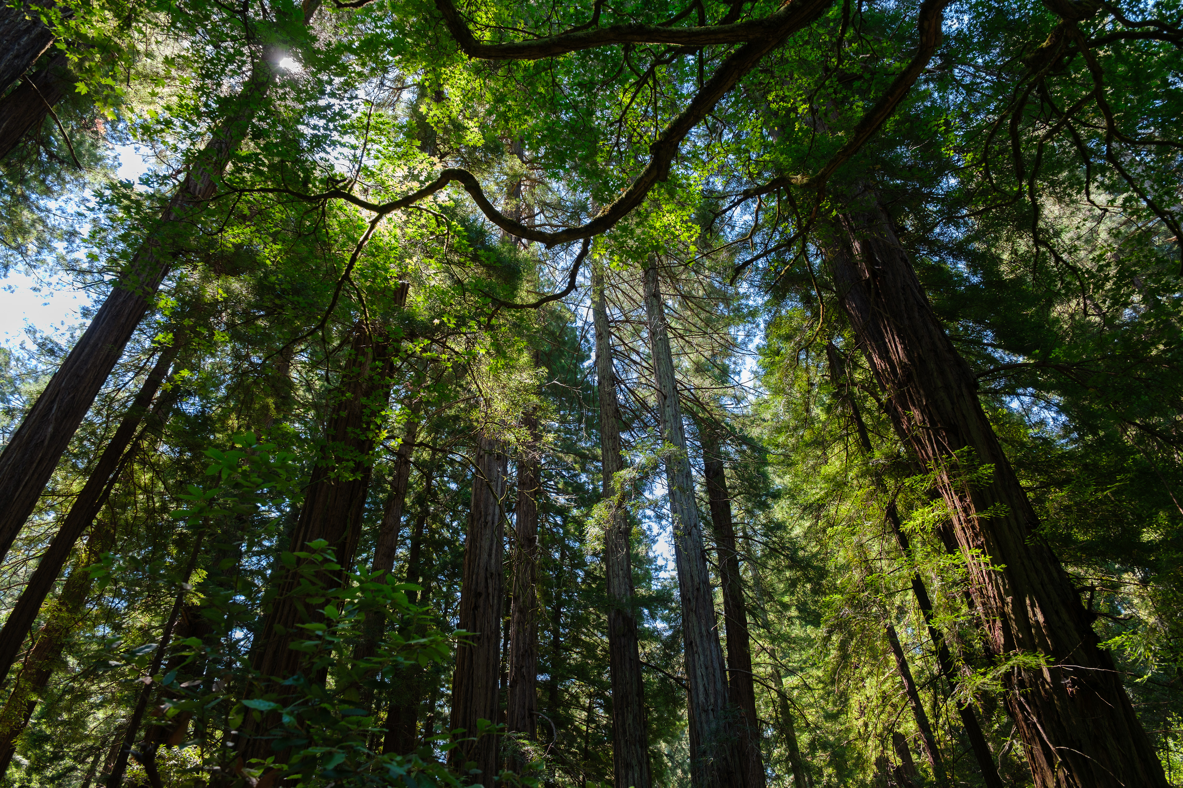250714-133 Muir Woods