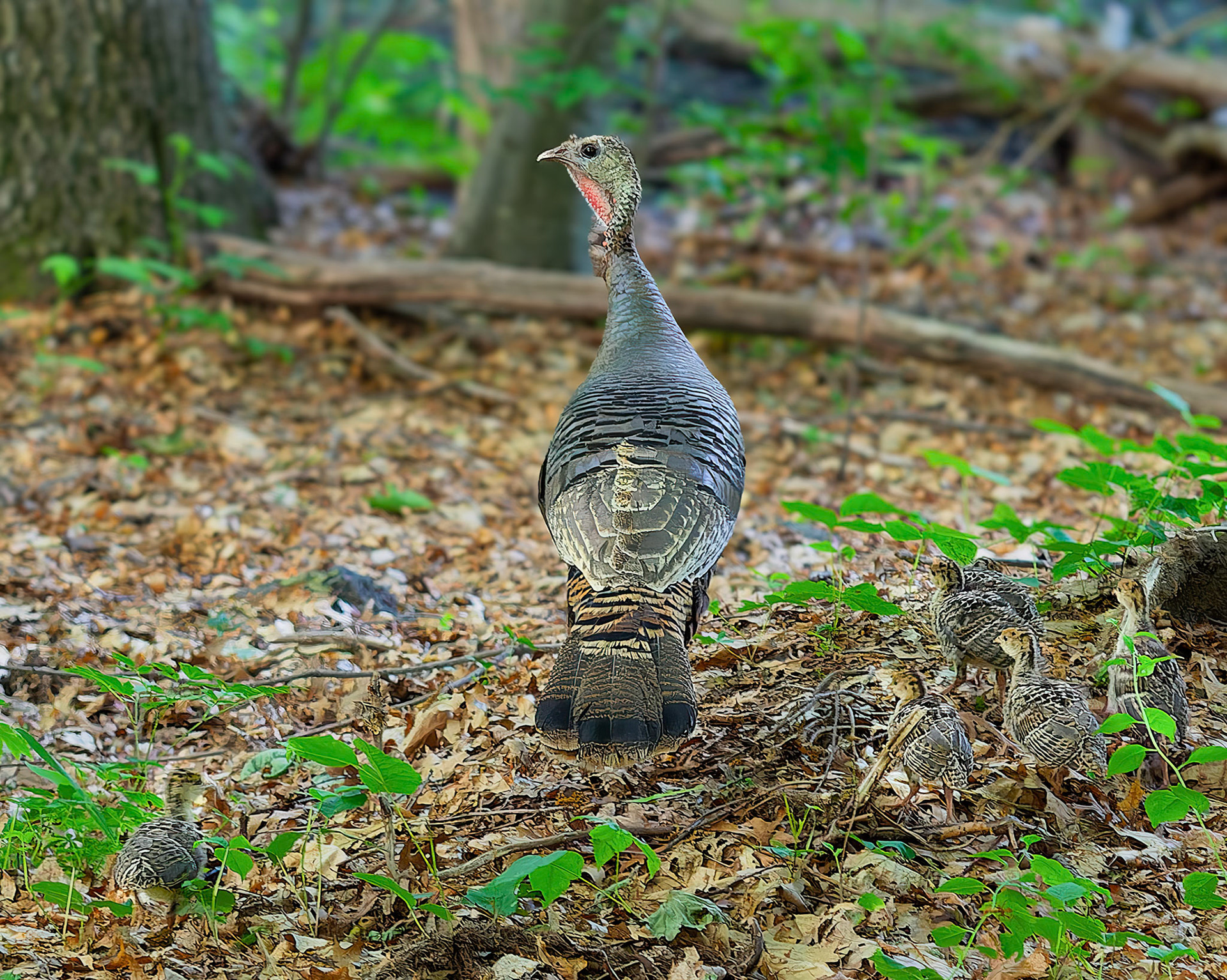 15610139 Gobblers During a Family Stroll