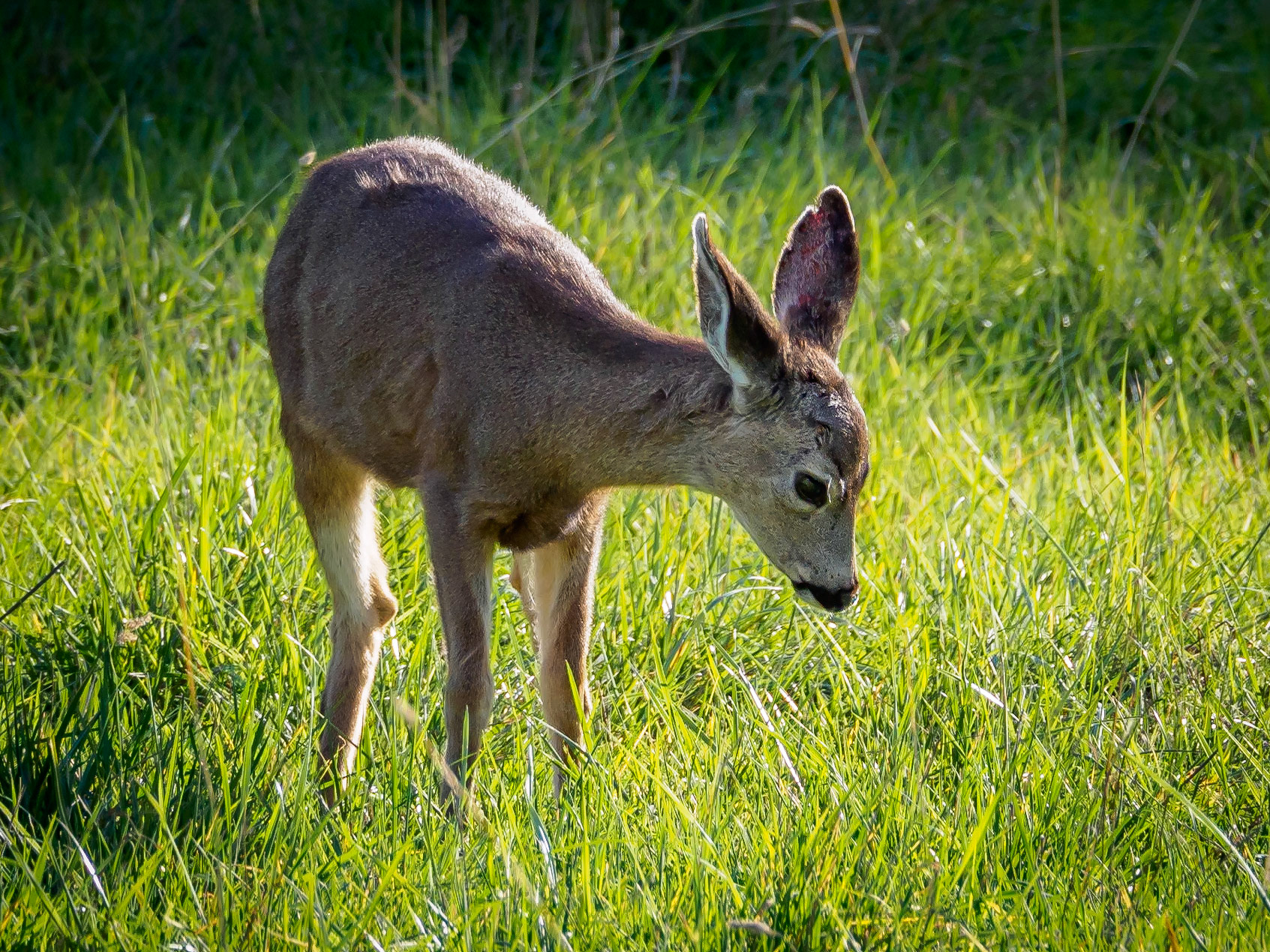 18127450 Questioning Deer