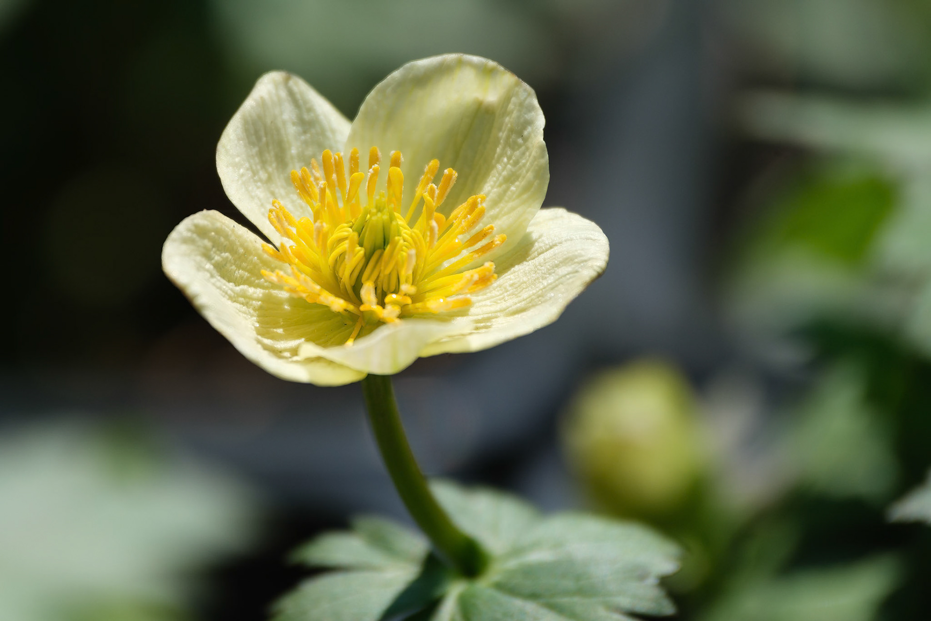 250424-741 Anemones, Buttercups, Larkspurs and Allies (Subfamily Ranunculoideae)